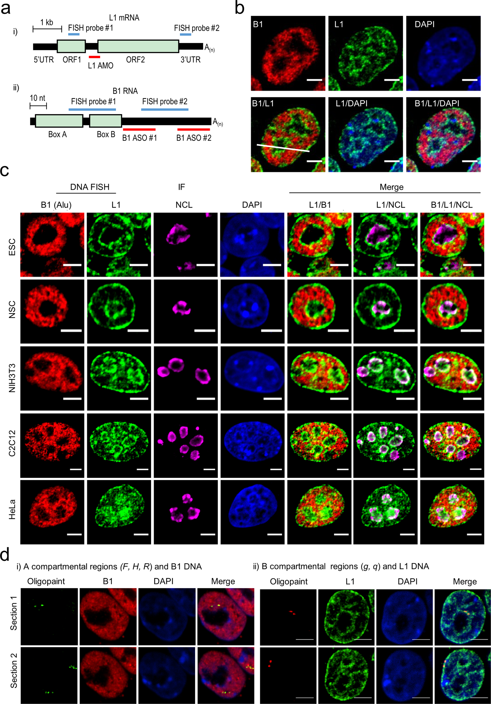 Fig. 2: DNA FISH reveals the spatial segregation of L1 and B1 compartments.