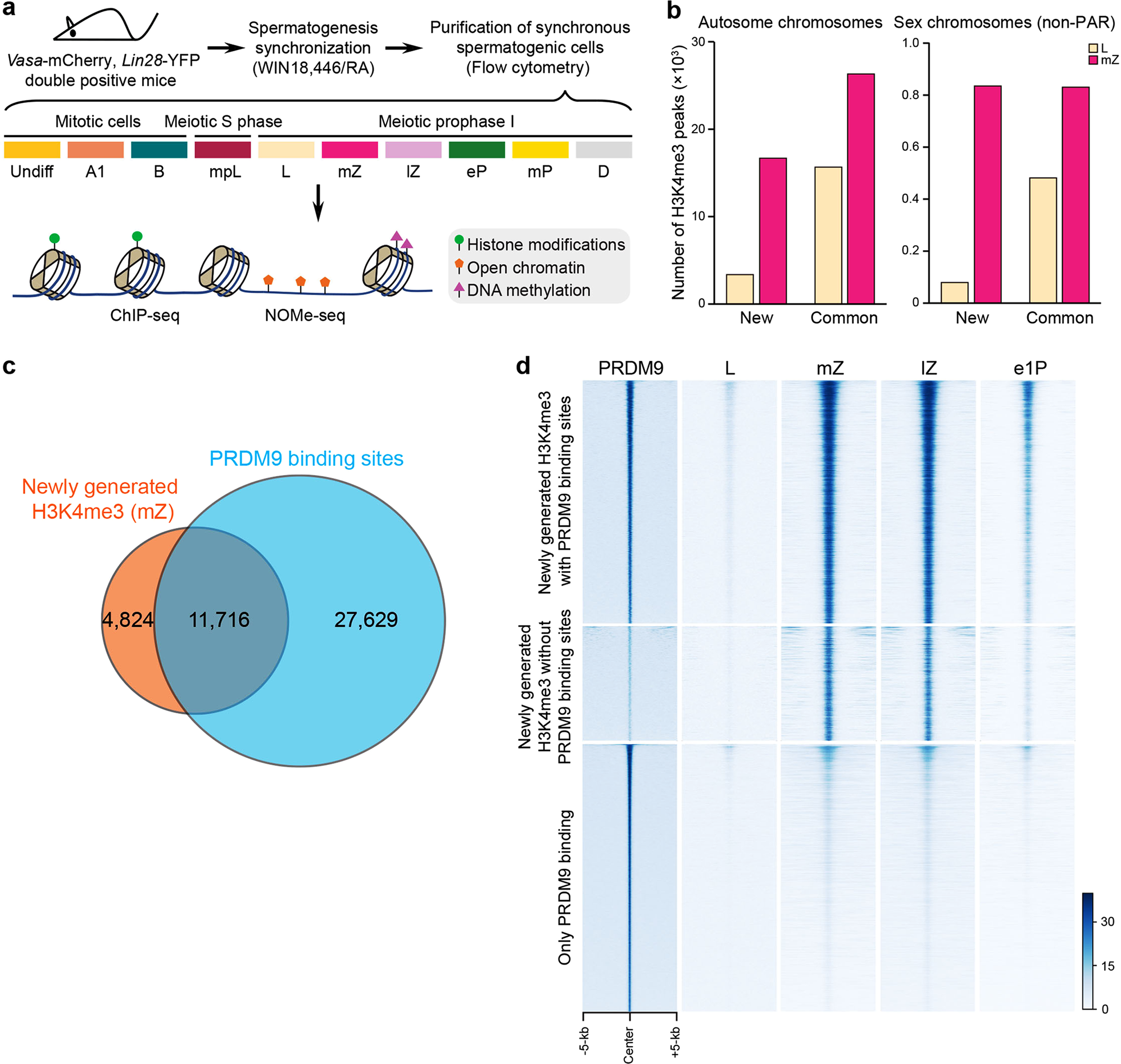 Fig. 1: Identification of PRDM9-dependent H3K4me3 modifications in the mouse genome.