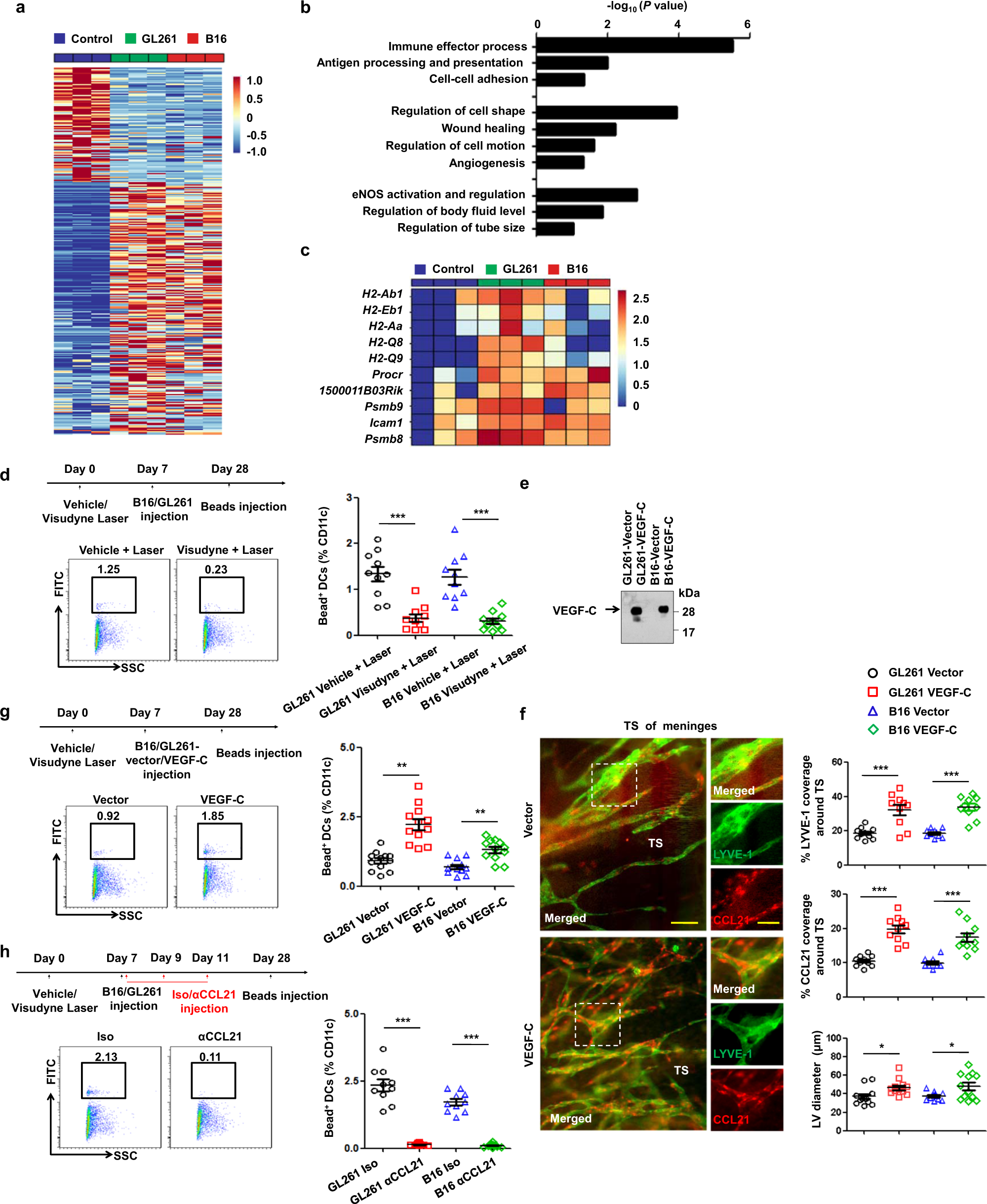 Fig. 3: Dorsal MLVs are the main route for immune cell entry to draining CLNs.