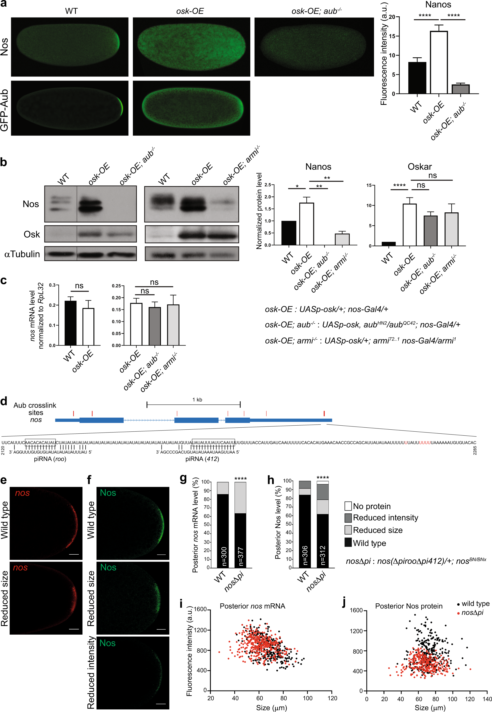 The PIWI protein Aubergine recruits eIF3 to activate translation in the  germ plasm | Cell Research