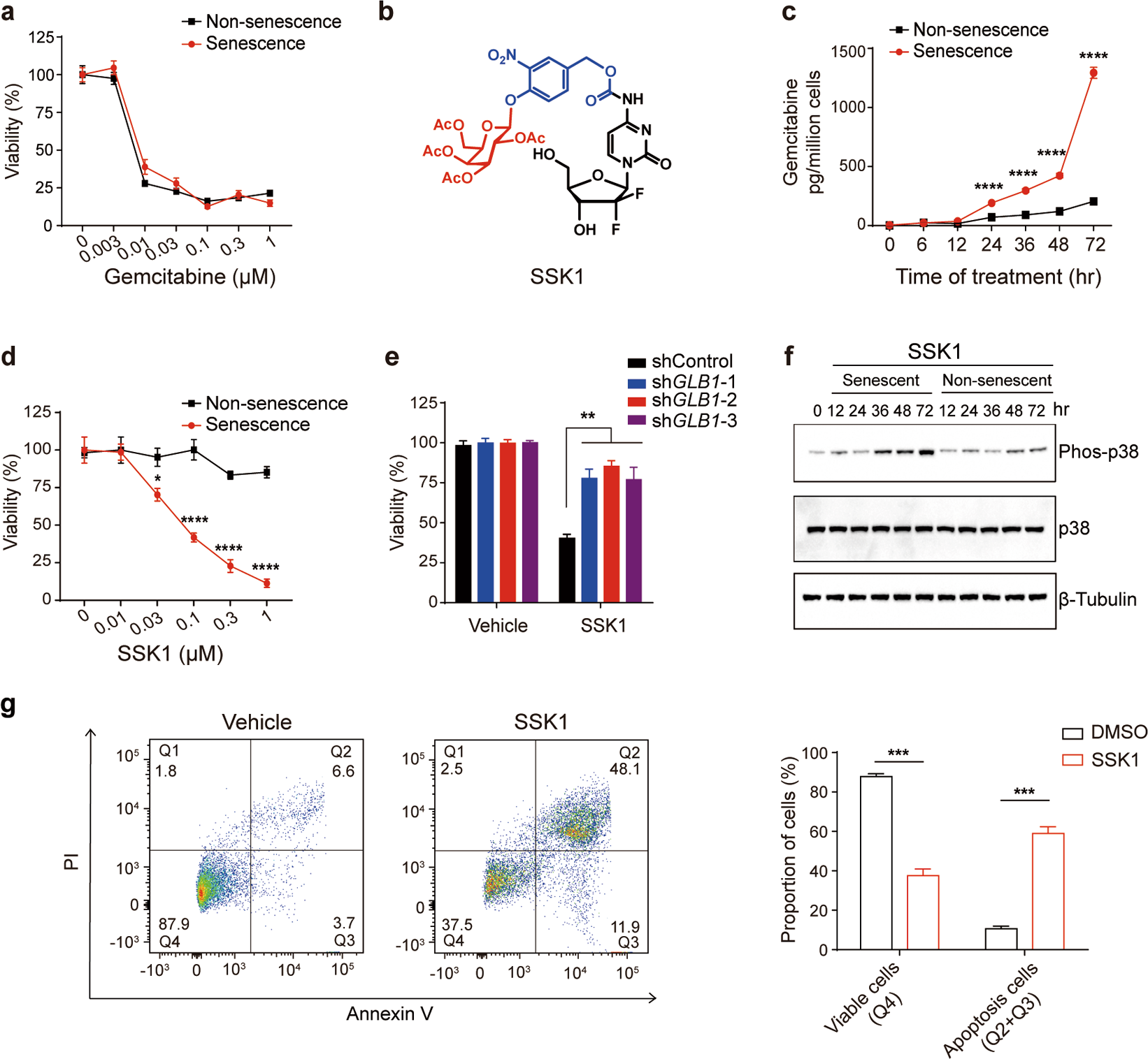 Fig. 1: Design of SSK1 and validation of its ability to selectively kill senescent cells.