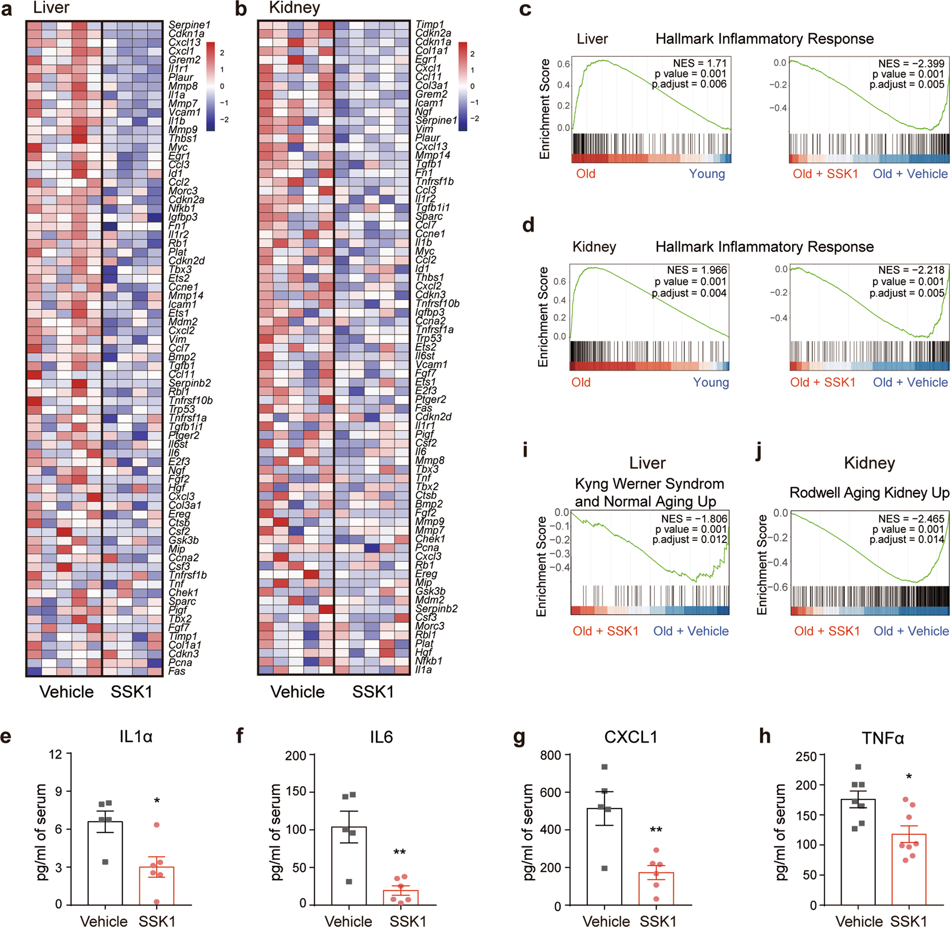 Fig. 5: SSK1 attenuates the SASP and aging-associated signatures in aged mice.