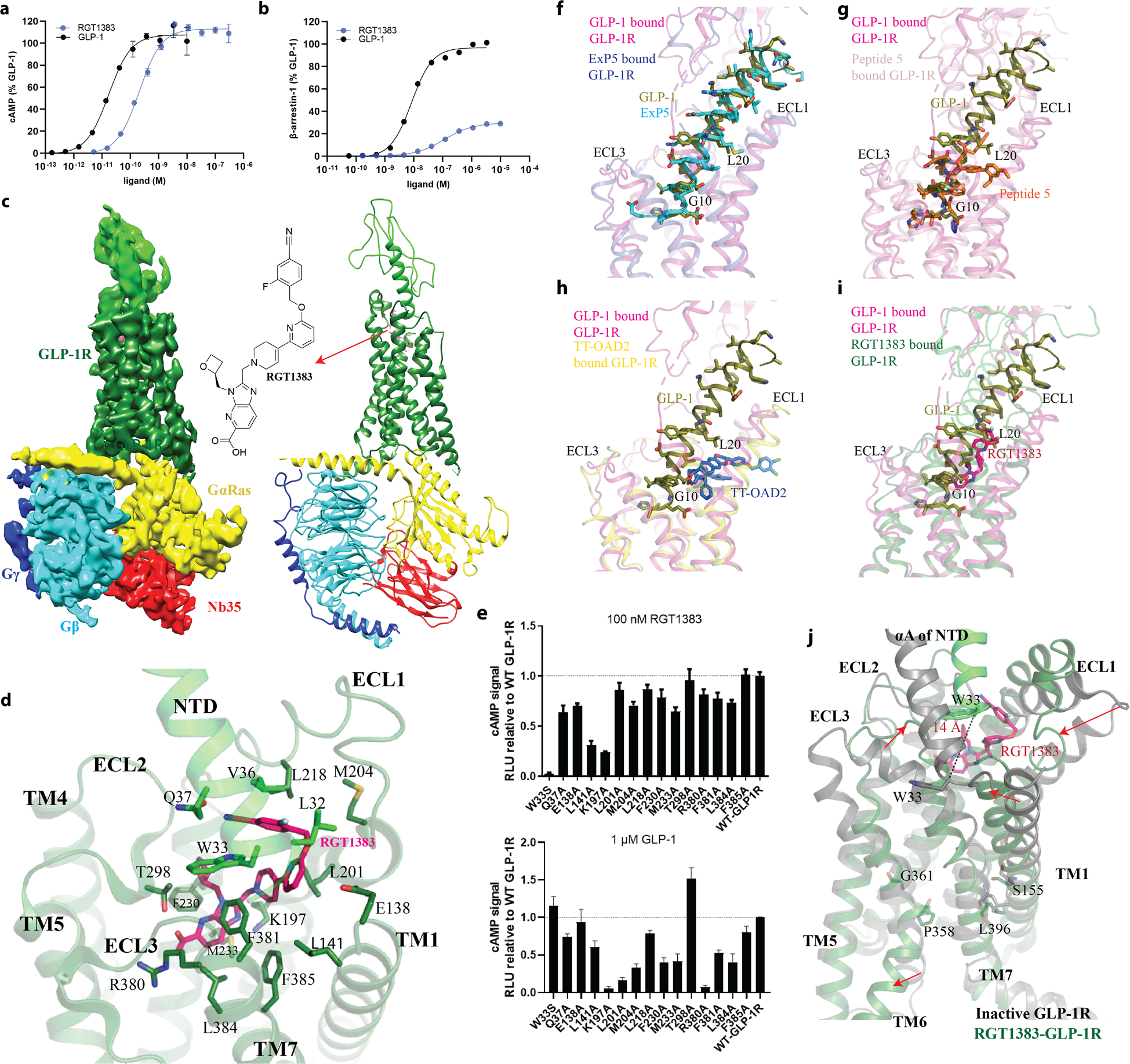 small molecule glp 1 Structural insights into the activation of GLP-1R by a small molecule  agonist