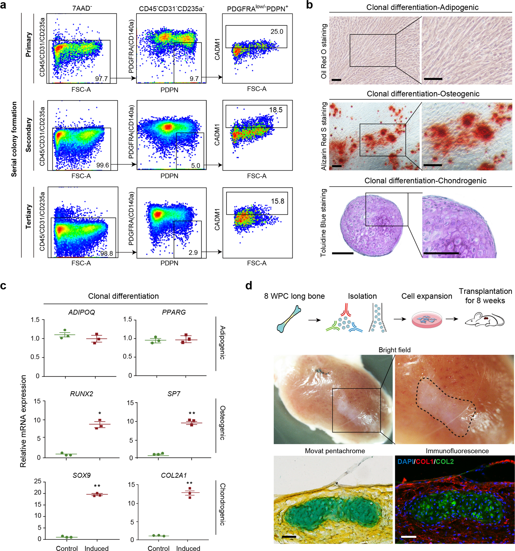 Fig. 5: Functional characterizations of eSSPCs in vitro and in vivo.