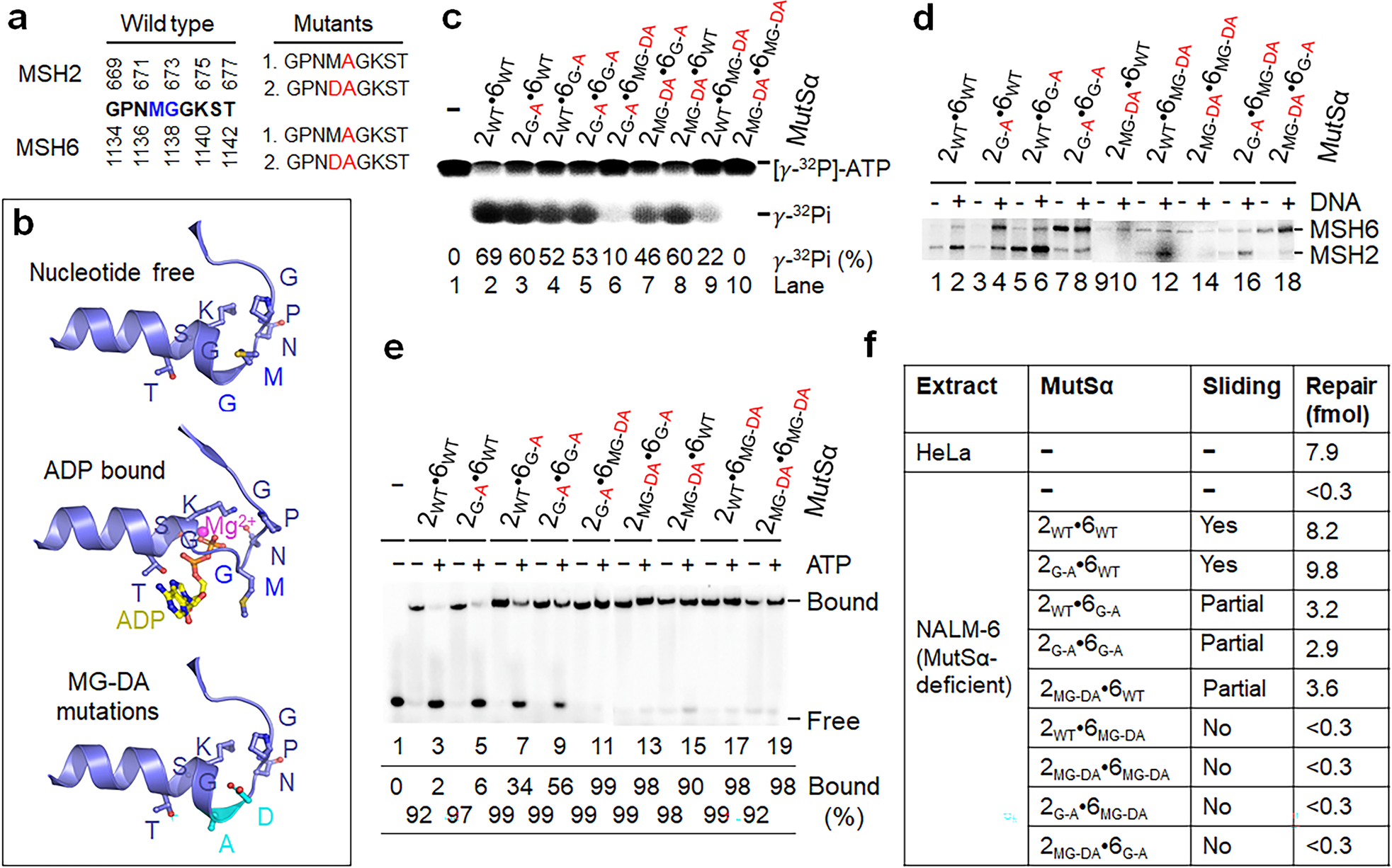 Fig. 3: Sliding-deficient MutSα is defective in MMR.