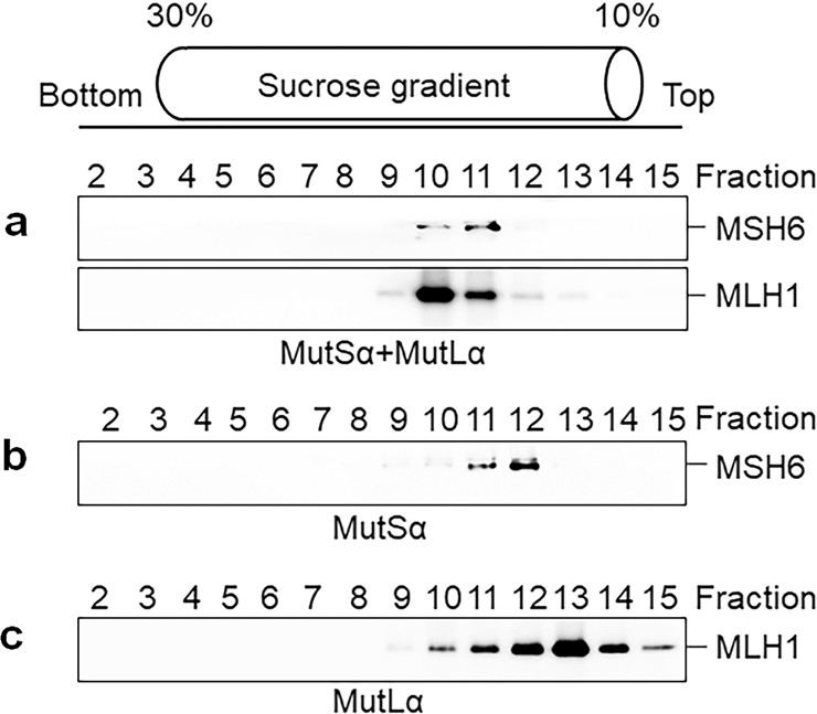 Fig. 6: MutLα interacts with DNA.