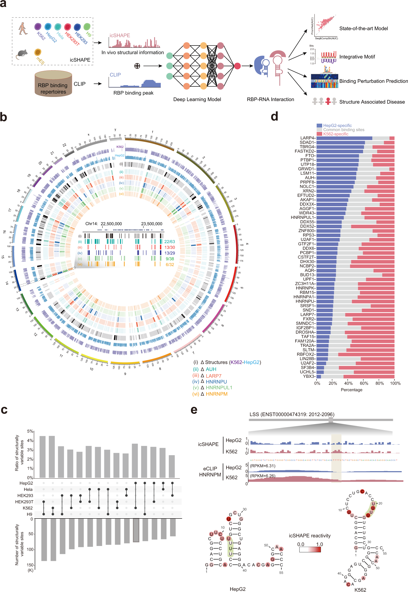 Predicting Dynamic Cellular Protein Rna Interactions Deep Learning Using In Vivo Rna Structures Cell Research