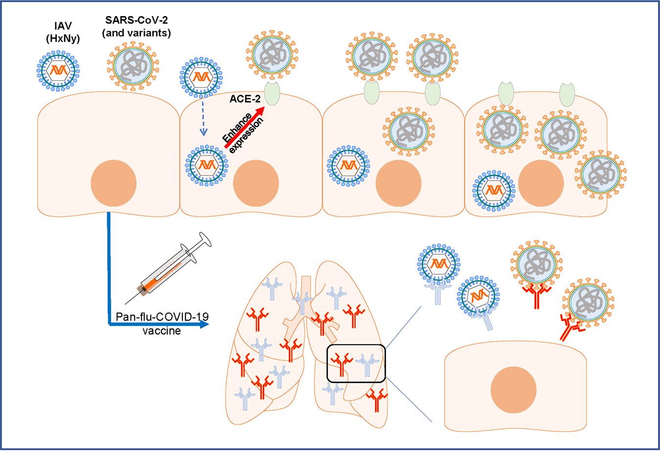 Double Insult Flu Bug Enhances Sars Cov 2 Infectivity Cell Research