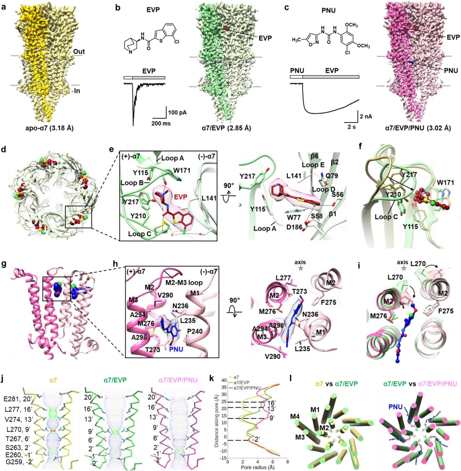 Fig. 1: Cryo-EM structures of human α7 nicotinic receptor in different states.