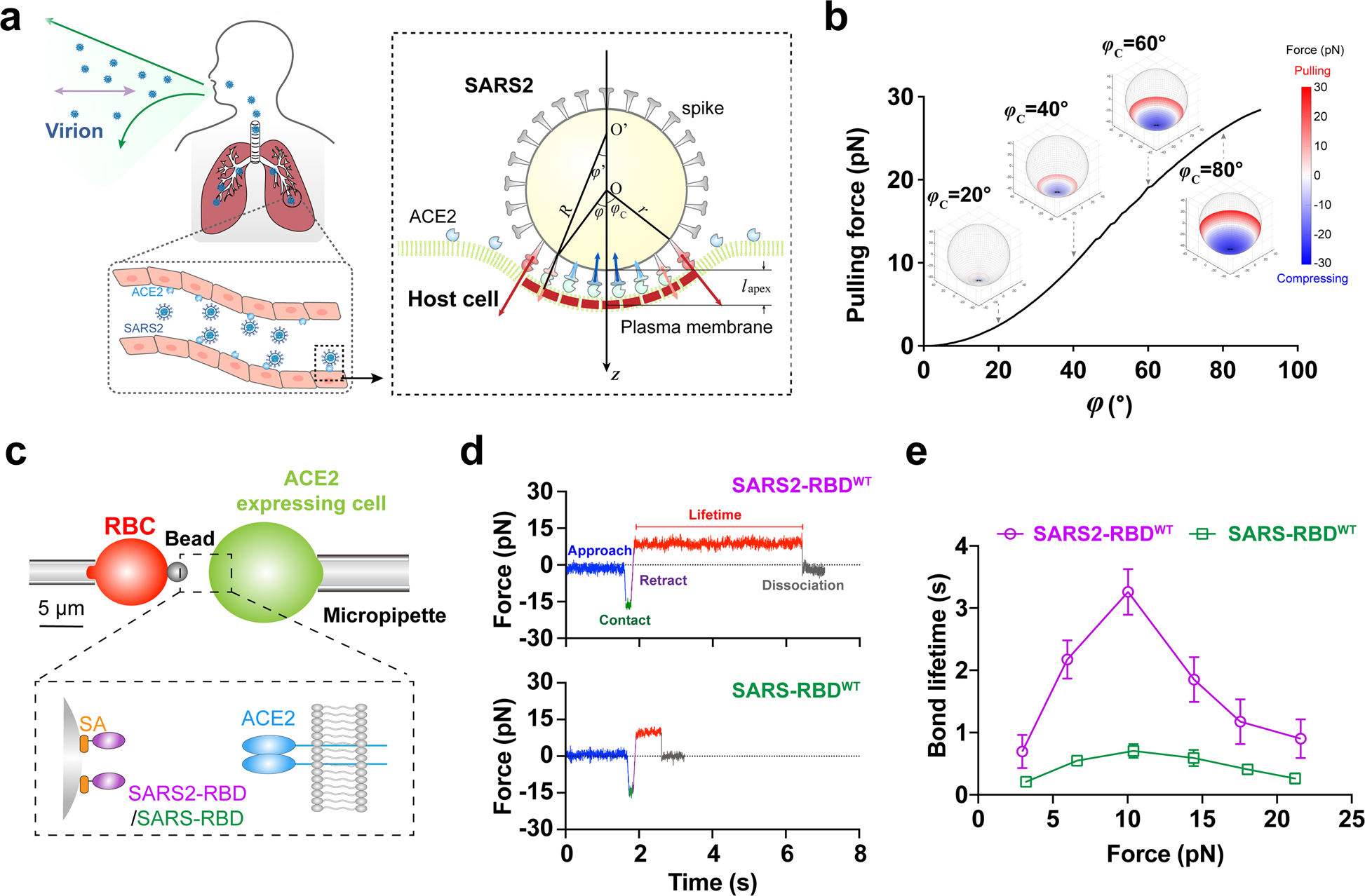 Mechanical Activation Of Spike Fosters Sars Cov 2 Viral Infection Cell Research