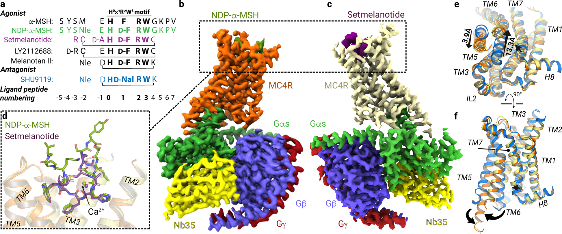Structures Of Active Melanocortin 4 Receptor Gs Protein Complexes With Ndp A Msh And Setmelanotide Cell Research