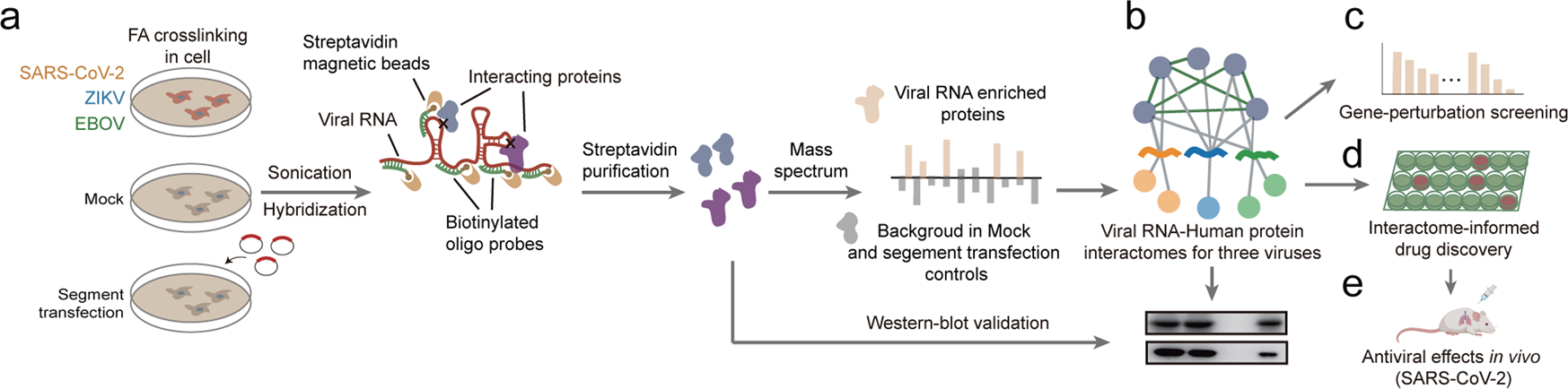 Comparison Of Viral Rna Host Protein Interactomes Across Pathogenic Rna Viruses Informs Rapid Antiviral Drug Discovery For Sars Cov 2 Cell Research Comparison Of Viral Rna Host Protein Interactomes Across Pathogenic Rna Viruses Informs Rapid Antiviral Drug Discovery For Sars Cov 2 Cell Research