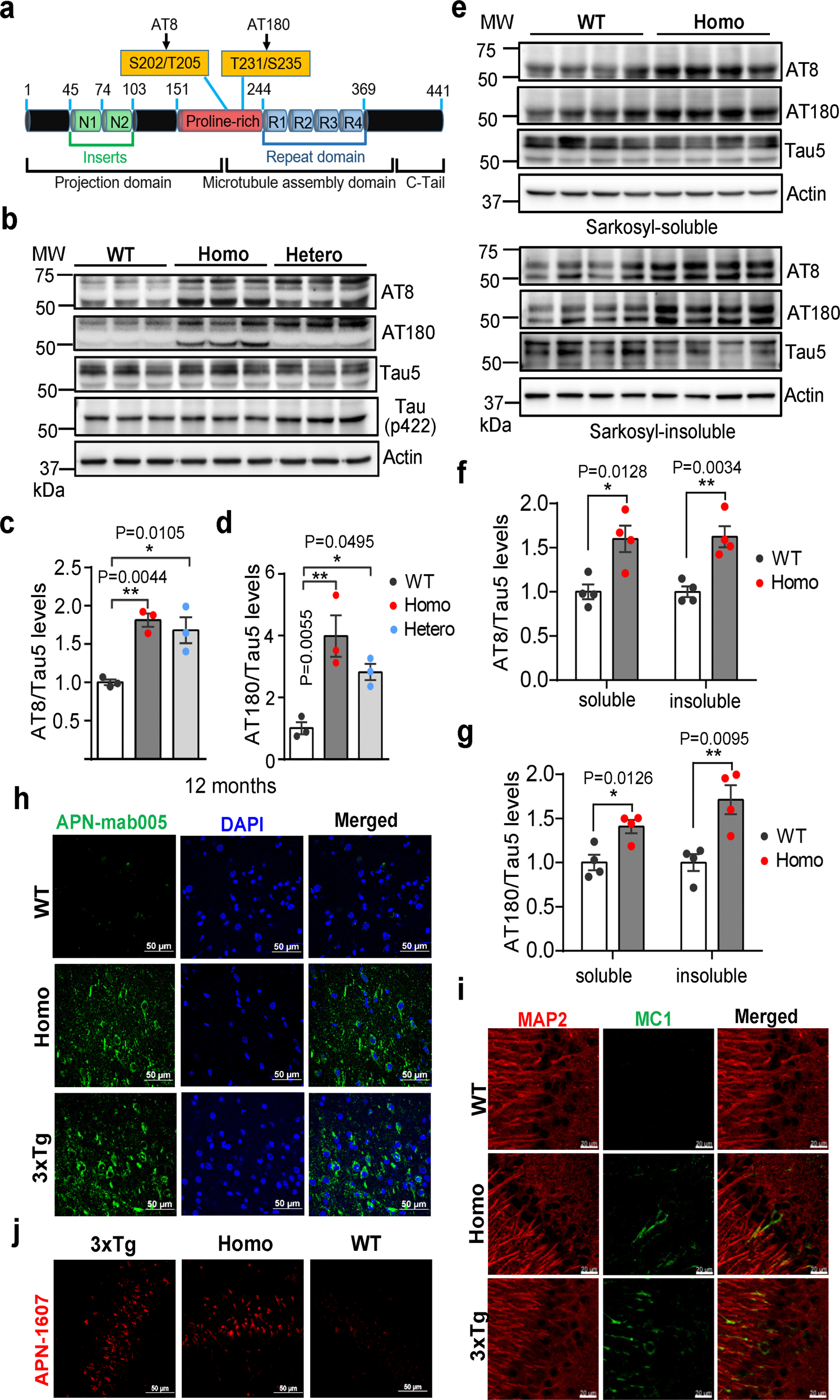Fig. 2: Tau pathology in AppNL-G-F rat brains.