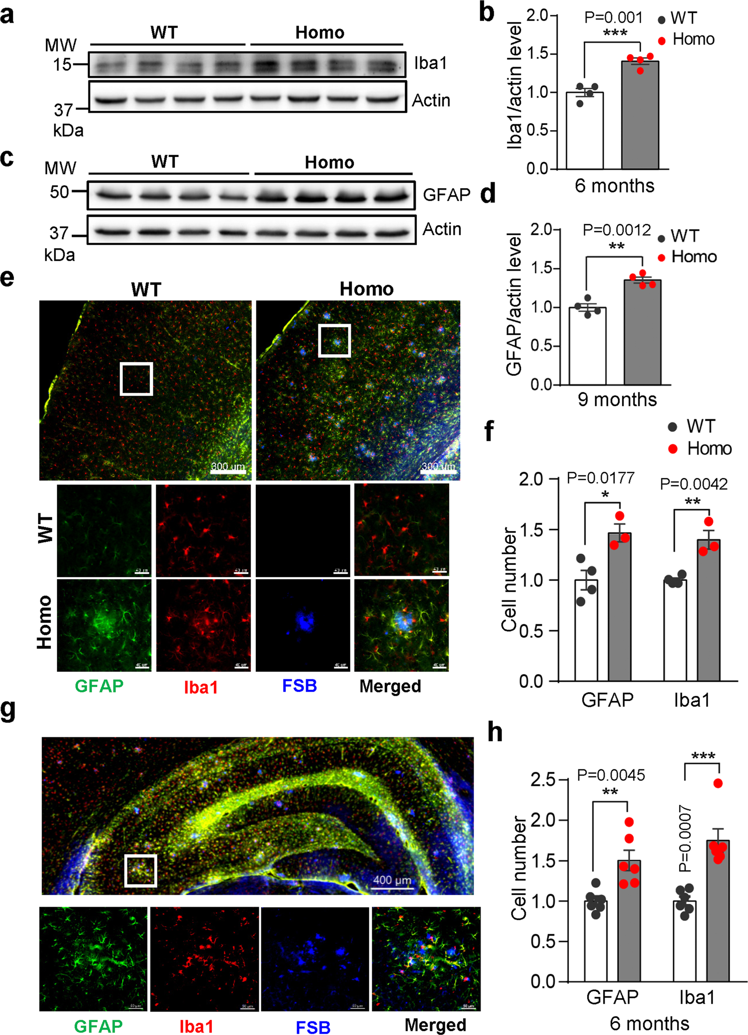 Fig. 3: Enhanced gliosis in AppNL-G-F rat brains.