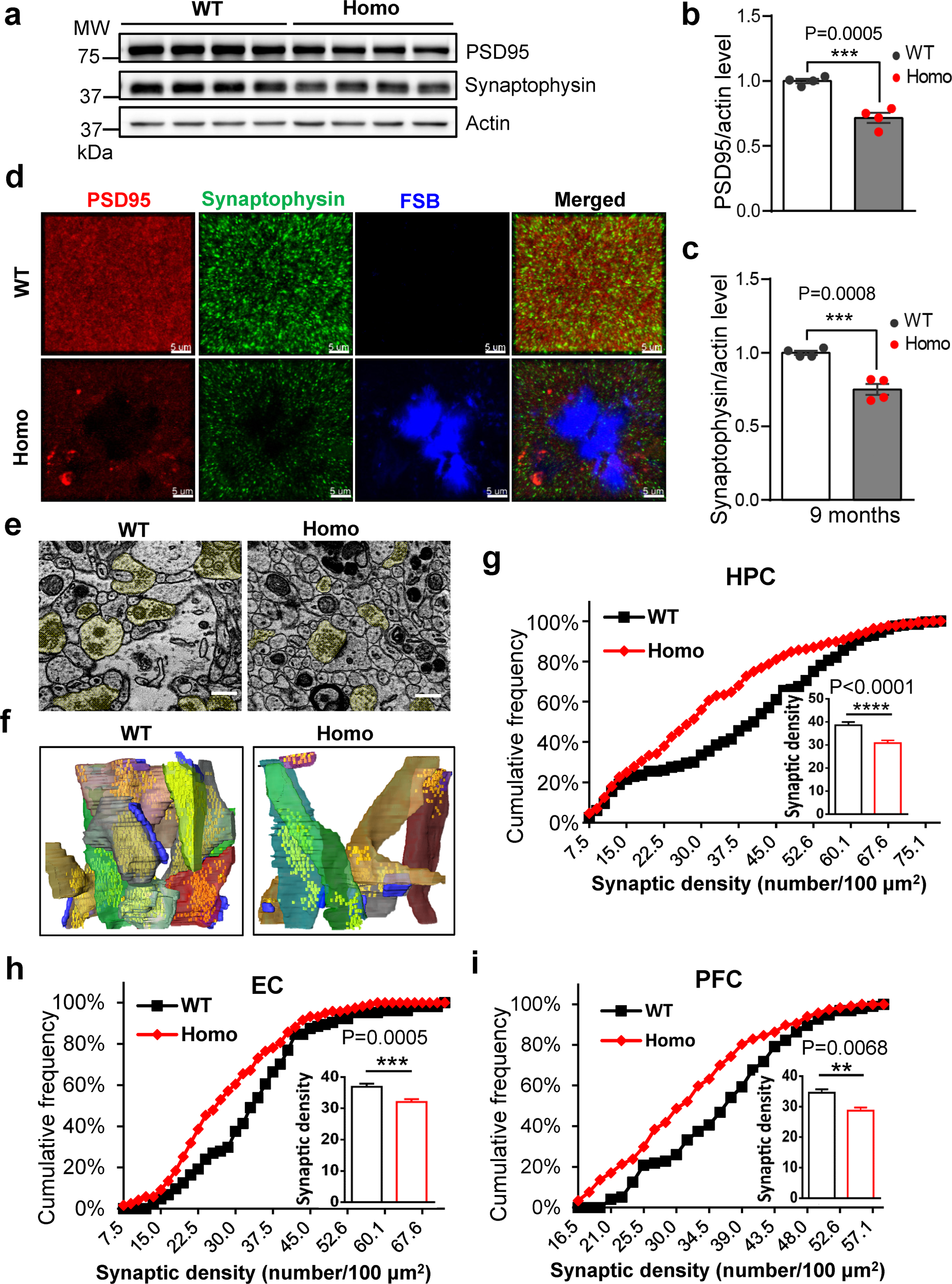 Fig. 4: Synaptic degeneration in AppNL-G-F rats.