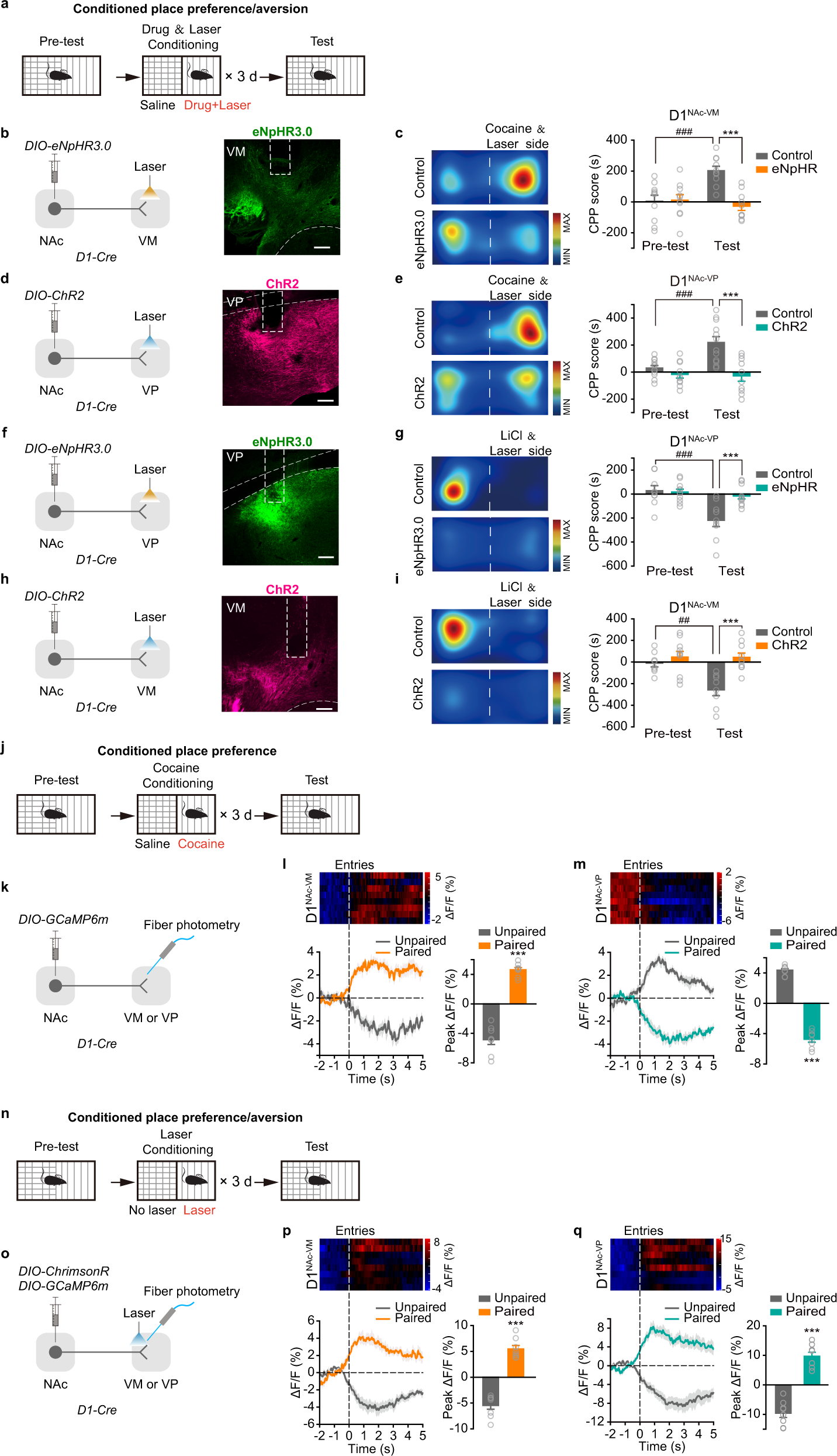 Fig. 3: Activation of D1NAc-VP projection inhibits cocaine CPP and activation of D1NAc-VM projection inhibits LiCl CPA.