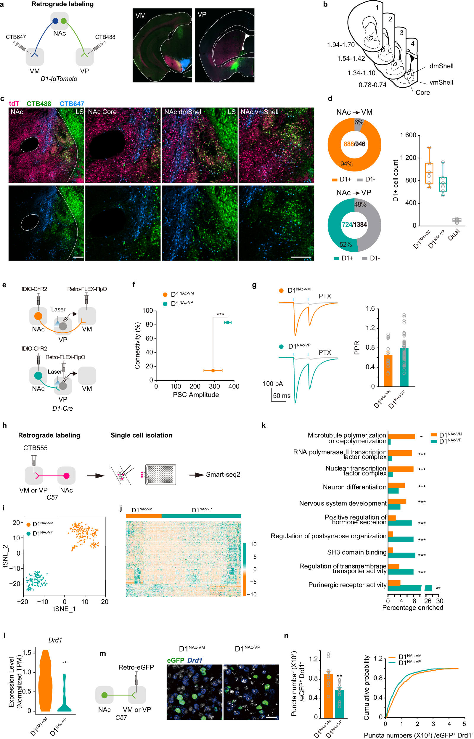 Fig. 4: D1NAc-VM and D1NAc-VP neurons are two populations with distinct anatomic, molecular, and electrophysiological features.