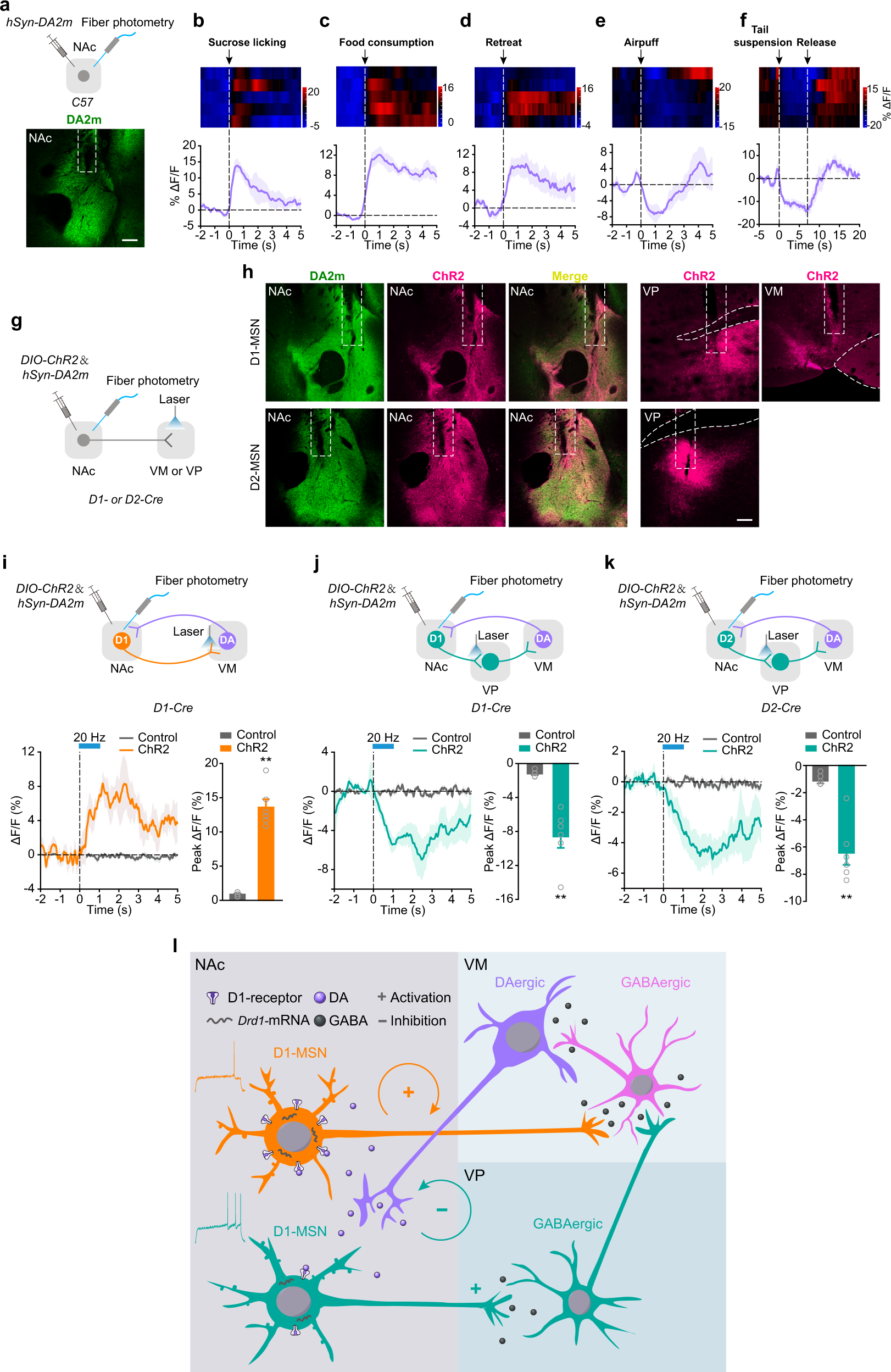 Fig. 6: Activation of D1NAc-VM pathway increases DA release into the NAc and activation of D1NAc-VP pathway produces opposing effect.