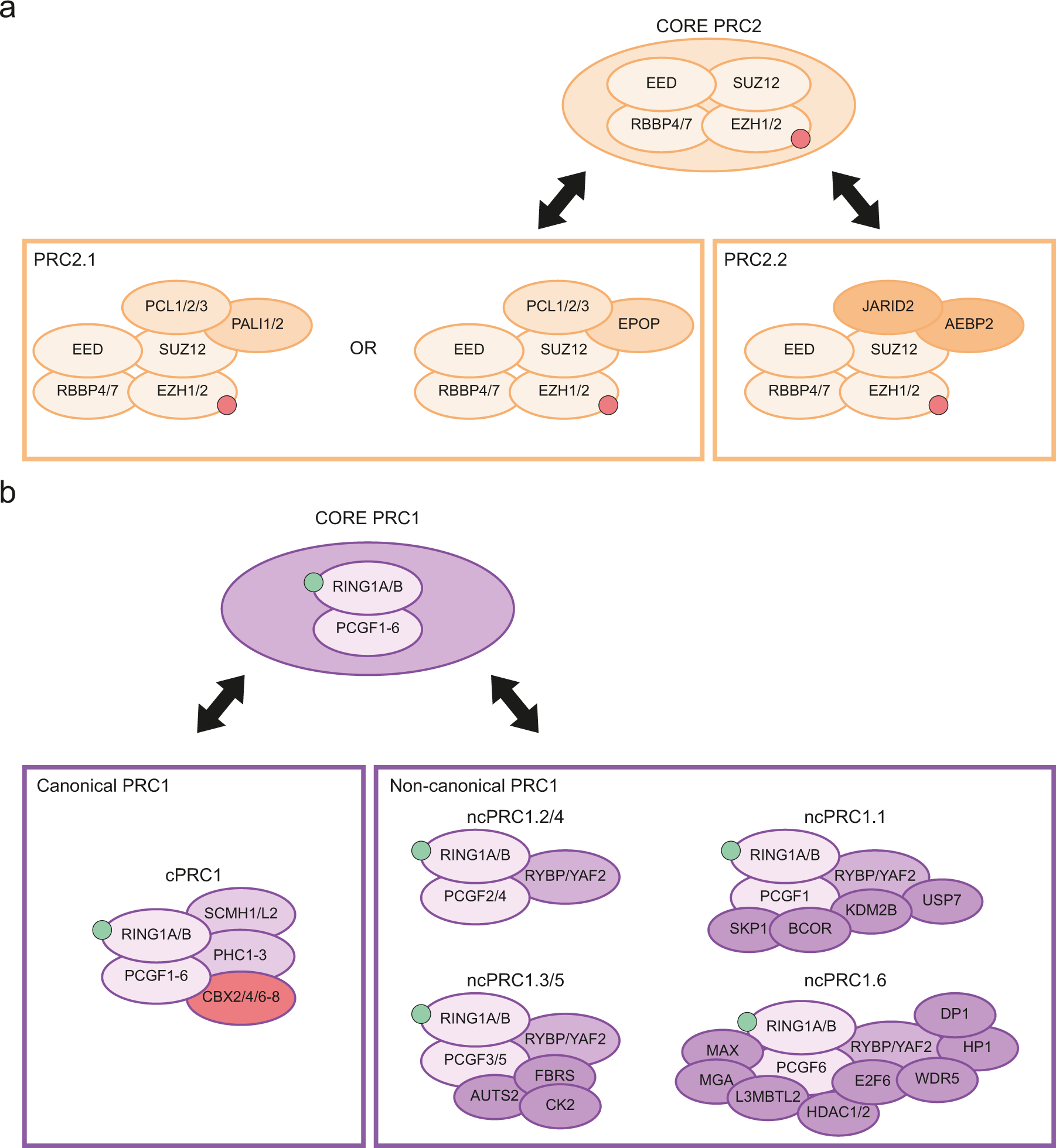 NRF1 Association with AUTS2-Polycomb Mediates Specific Gene Activation in  the Brain