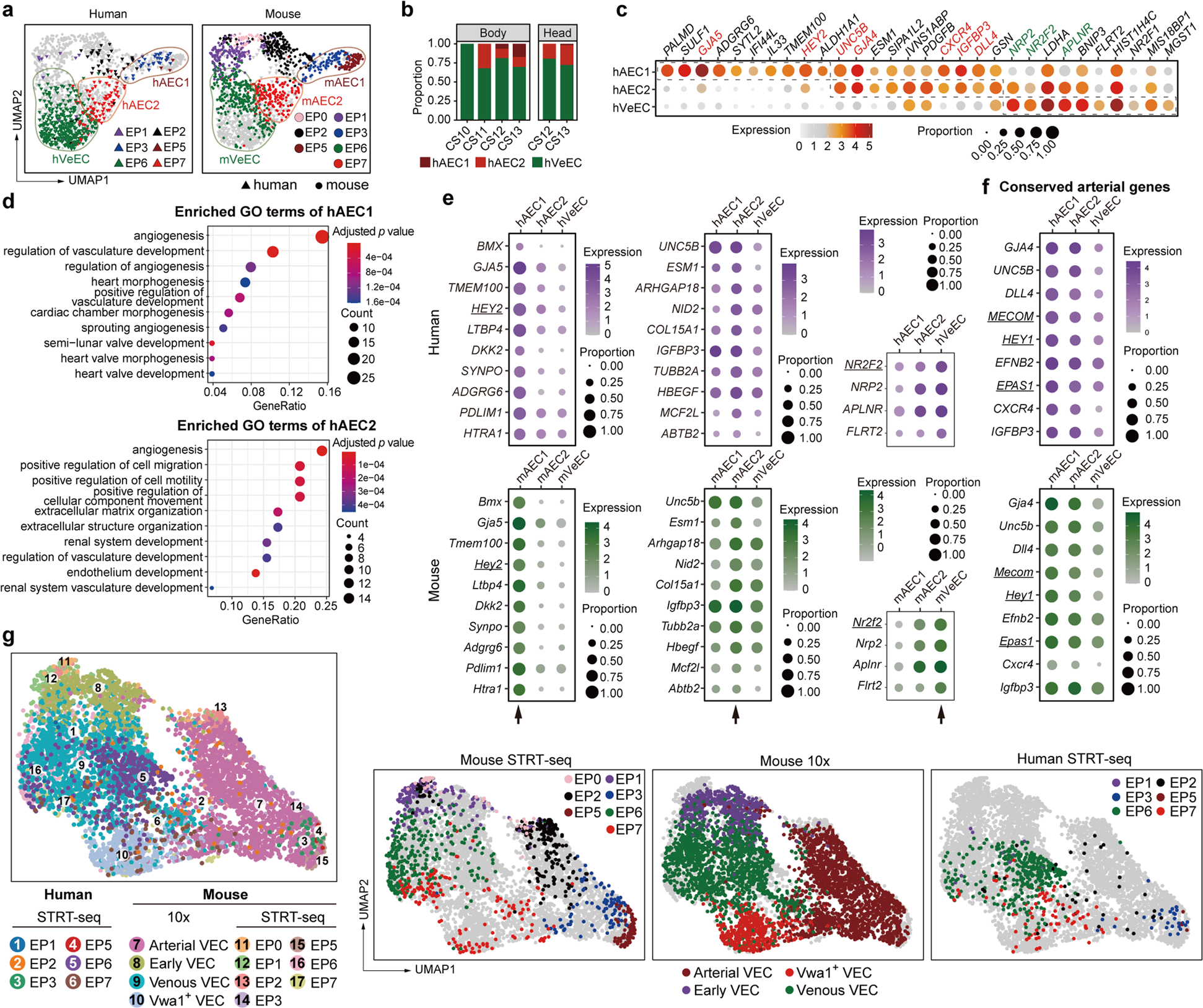 Fig. 4: Transcriptomic identification of different arterial VEC populations in human embryos.