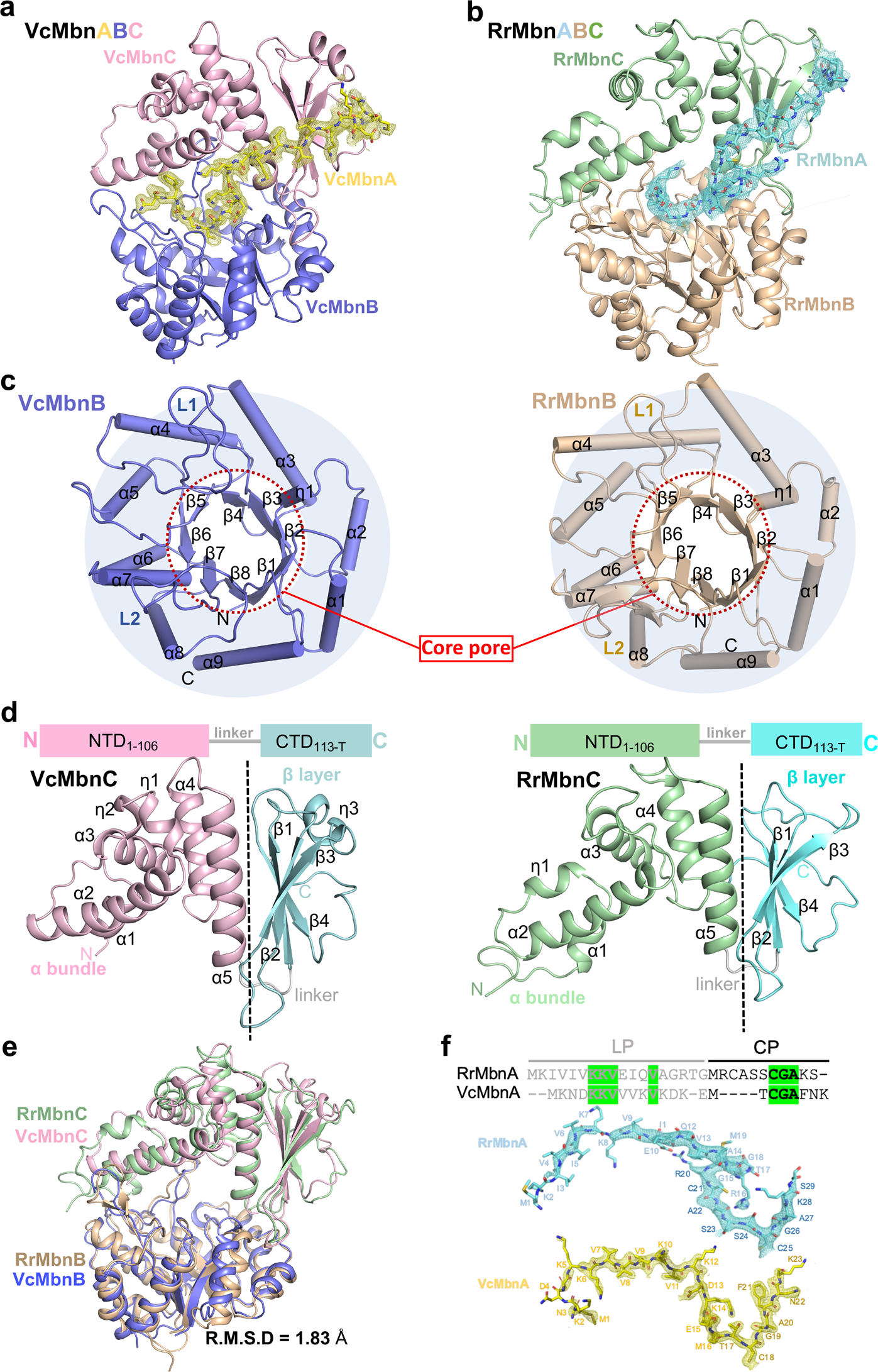 Fig. 2: Structures of VcMbnABC and RrMbnABC.