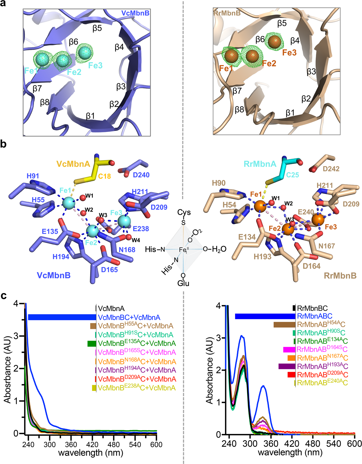 Fig. 5: MbnB active site.