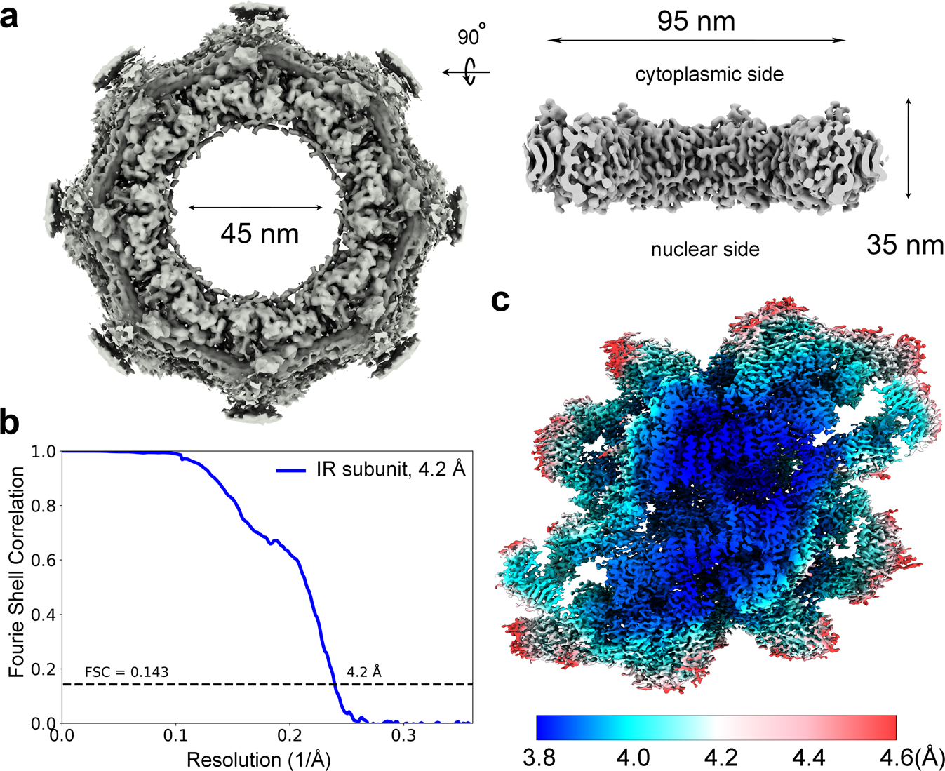 Specificiteit Baffle Liever Cryo-EM structure of the inner ring from the Xenopus laevis nuclear pore  complex | Cell Research