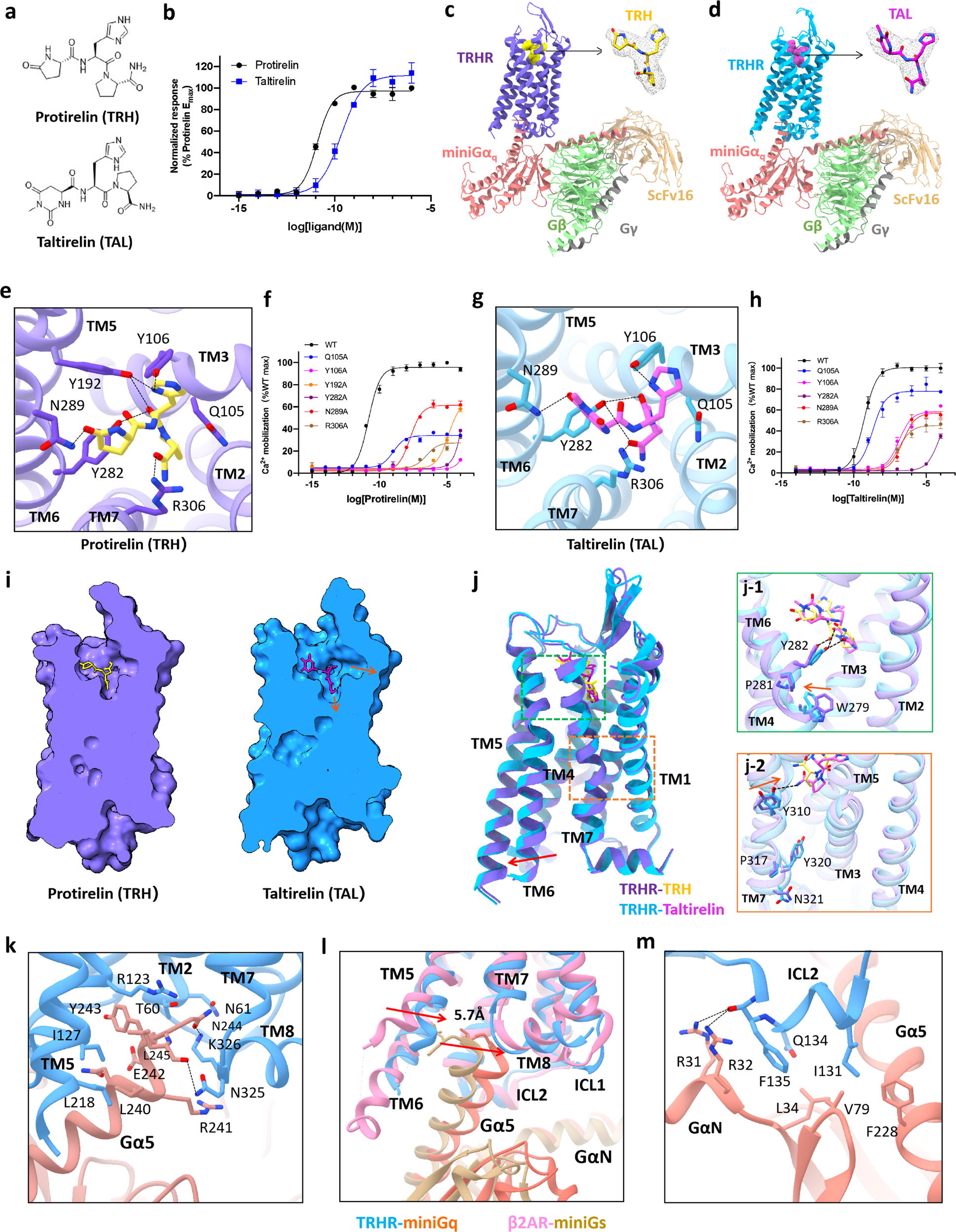 Fig. 1: Cryo-EM structures of the human TRHR–Gq complex bound with the endogenous peptide TRH or the orally administered peptide analogue TAL.