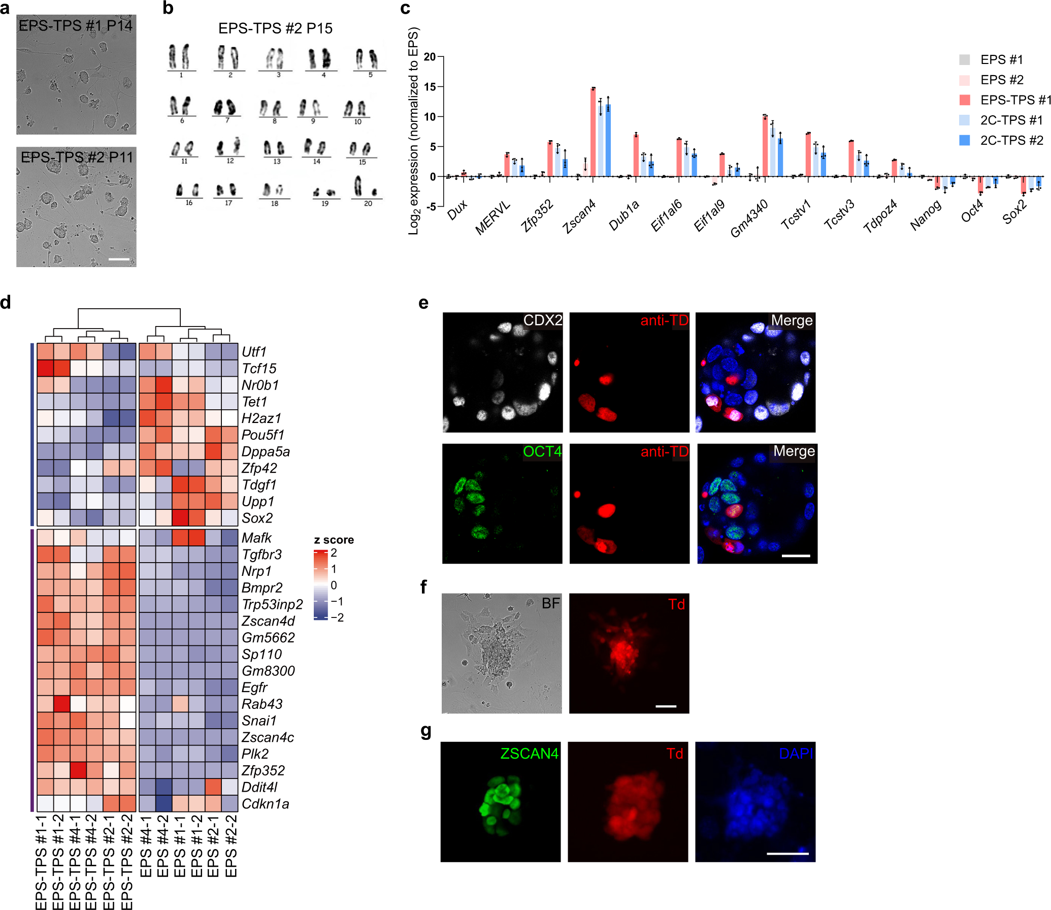 Fig. 1: Identification of a chemical cocktail that induce totipotent stem-like cells in vitro.