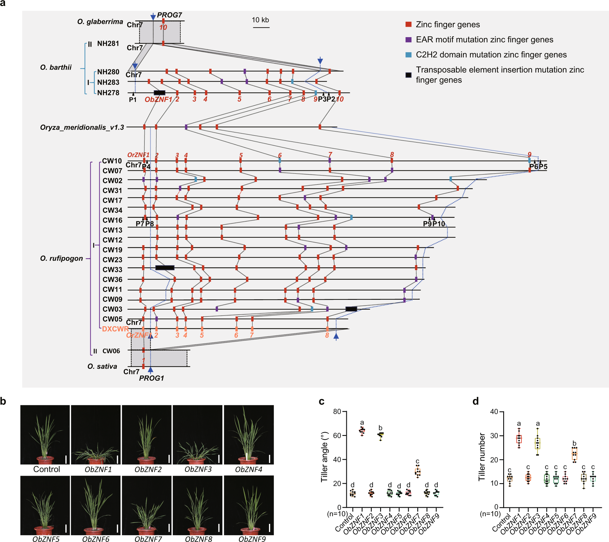 Fig. 7: Structural variations in the RPAD locus in Asian and African rice.