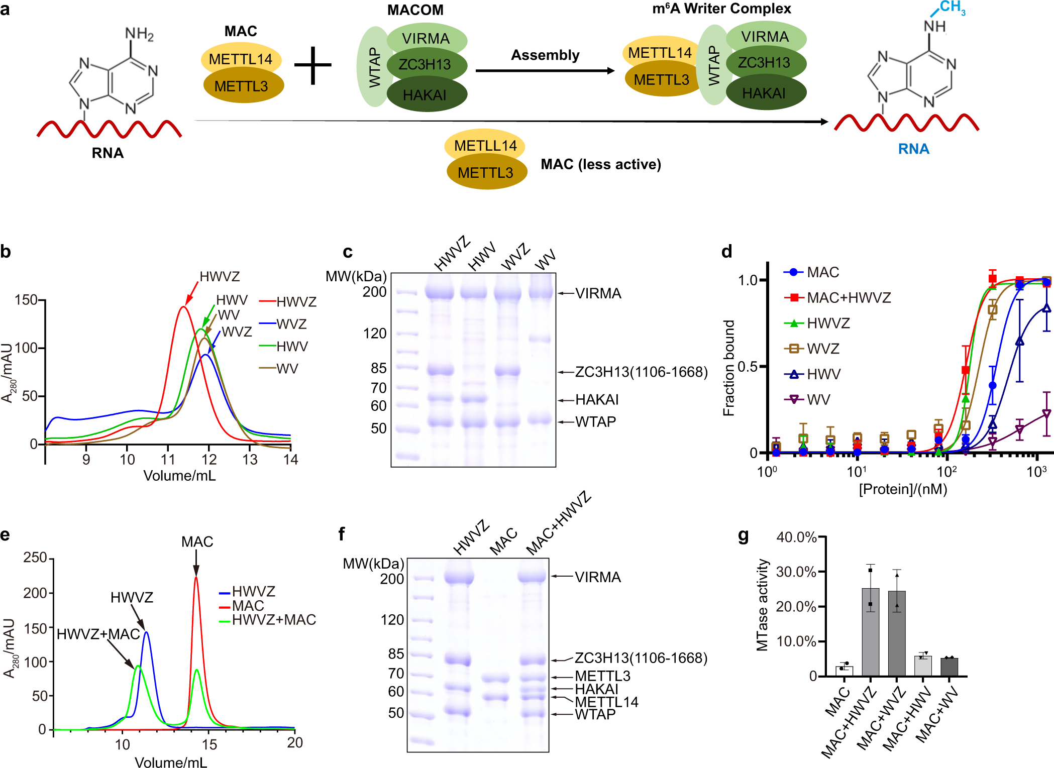 Fig. 1: MACOM directly binds RNA substrates and is essential for m6A writer activity.