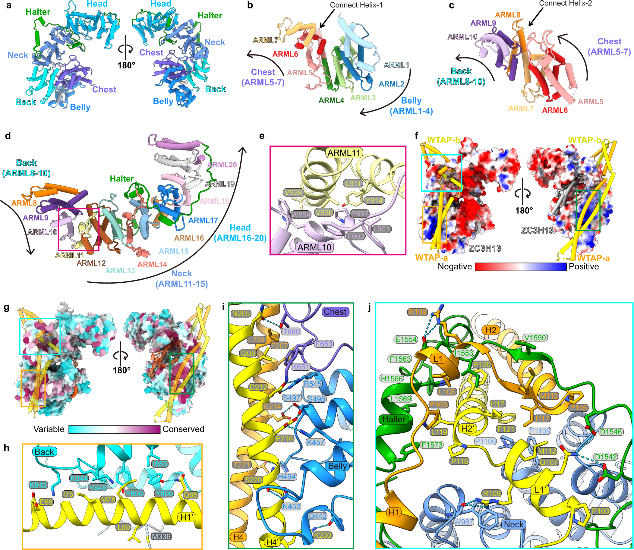 Fig. 4: VIRMA adopts a horse-shaped conformation clamped by WTAP homodimer.