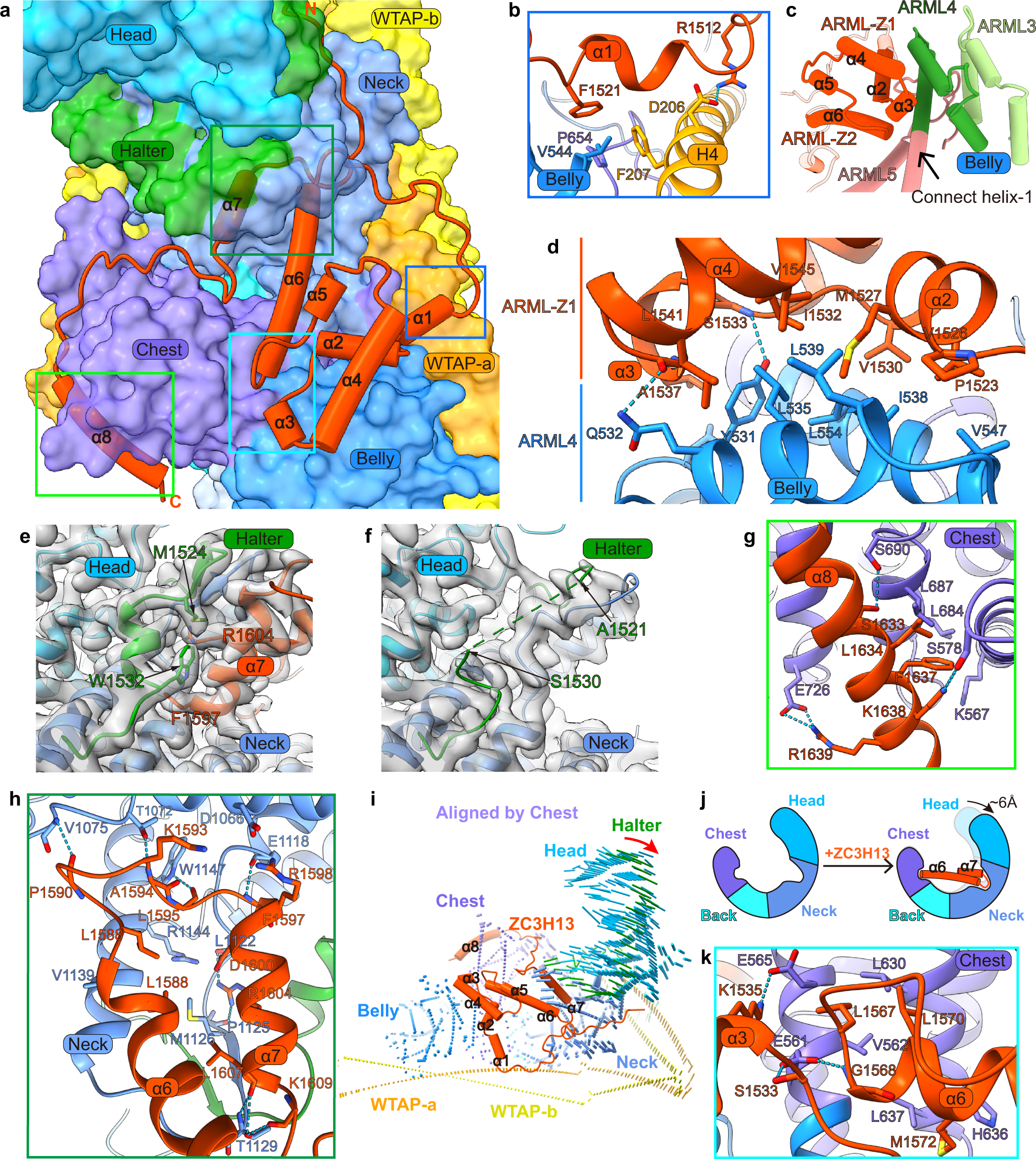 Fig. 5: ZC3H13 interacts with VIRMA and induces conformational change of MACOM.