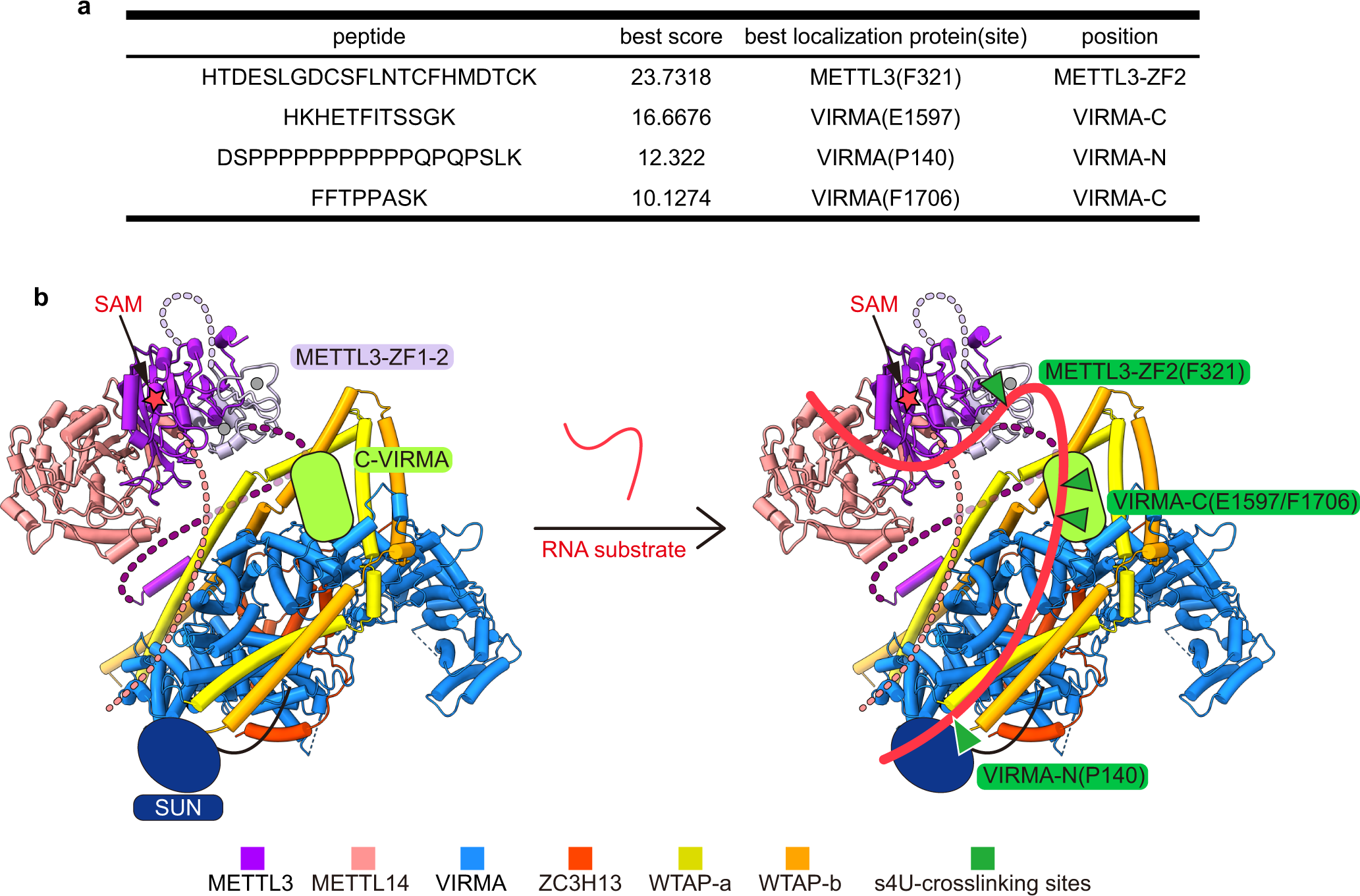 Fig. 7: The potential RNA substrate binding model of the m6A writer complex.