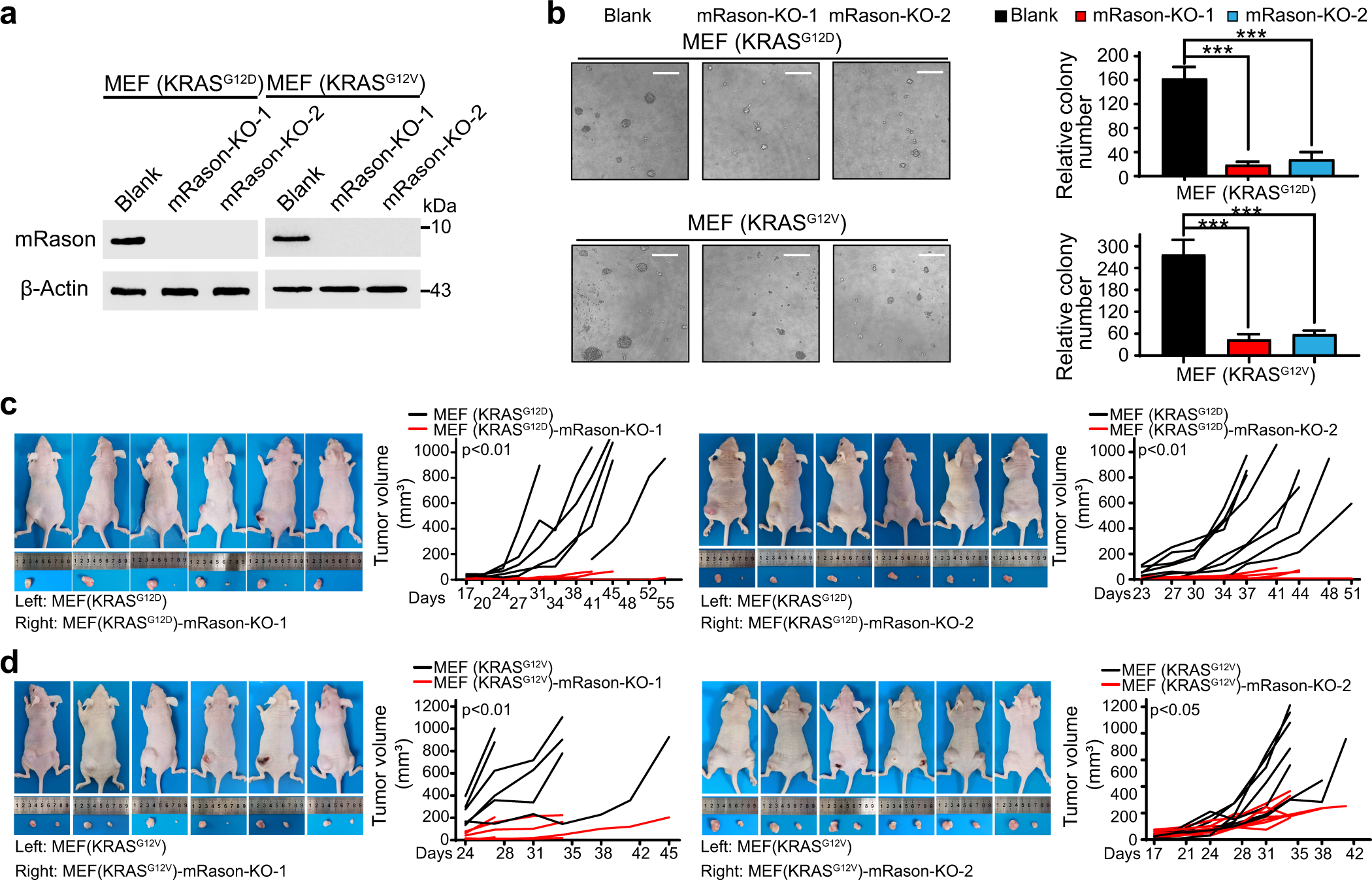 Fig. 3: RASON is required for KRAS-mediated malignant transformation of MEF cells.