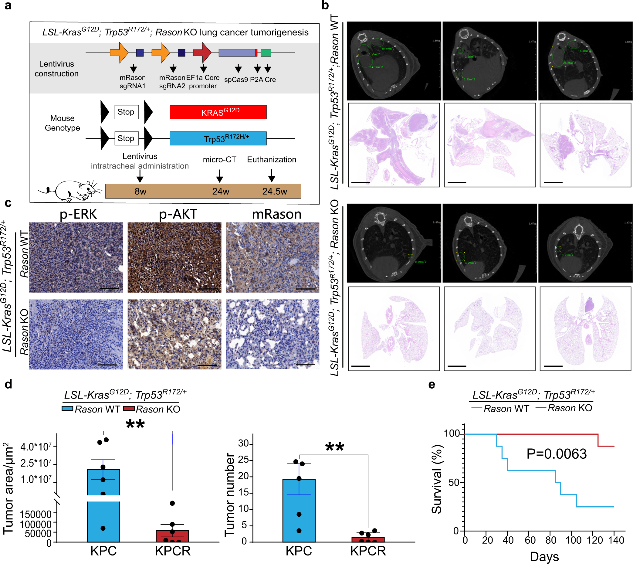 Fig. 5: RASON is required for KRAS-driven lung tumorigenesis.