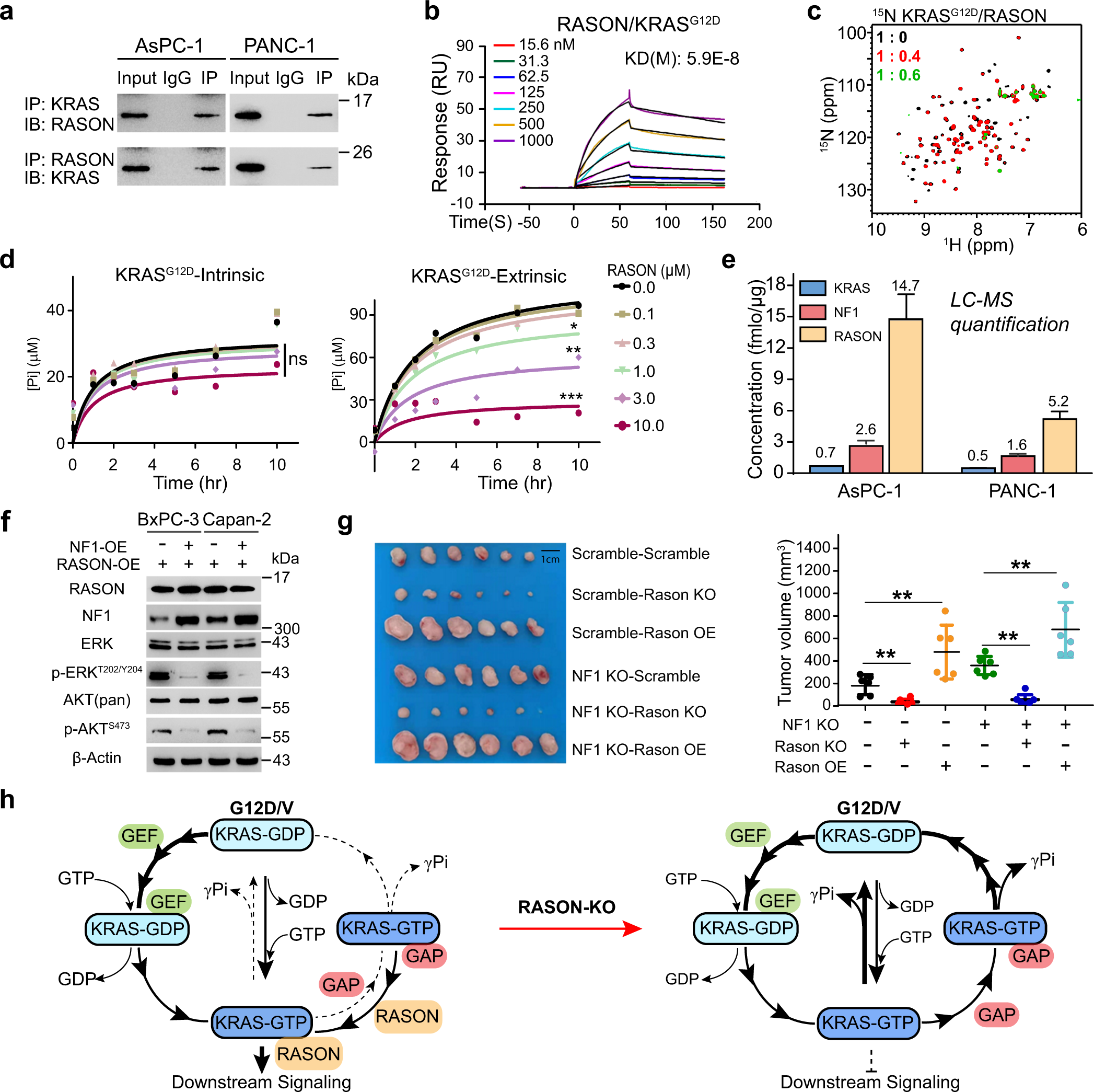 Fig. 6: RASON directly binds to KRAS and stabilizes KRAS in the GTP-bound hyperactive state.