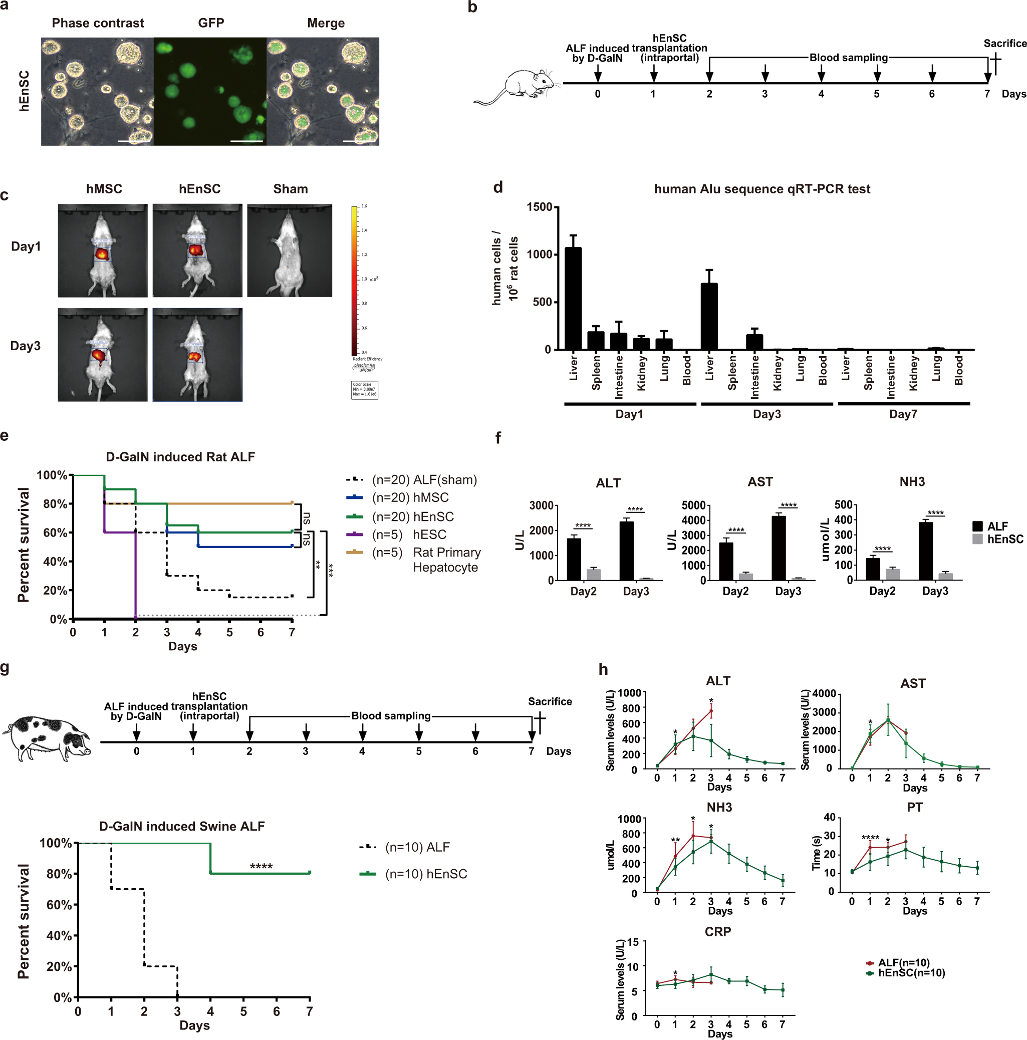 Fig. 1: hEnSC transplantation alleviates liver injury and improves survival in both rodent and swine ALF models.