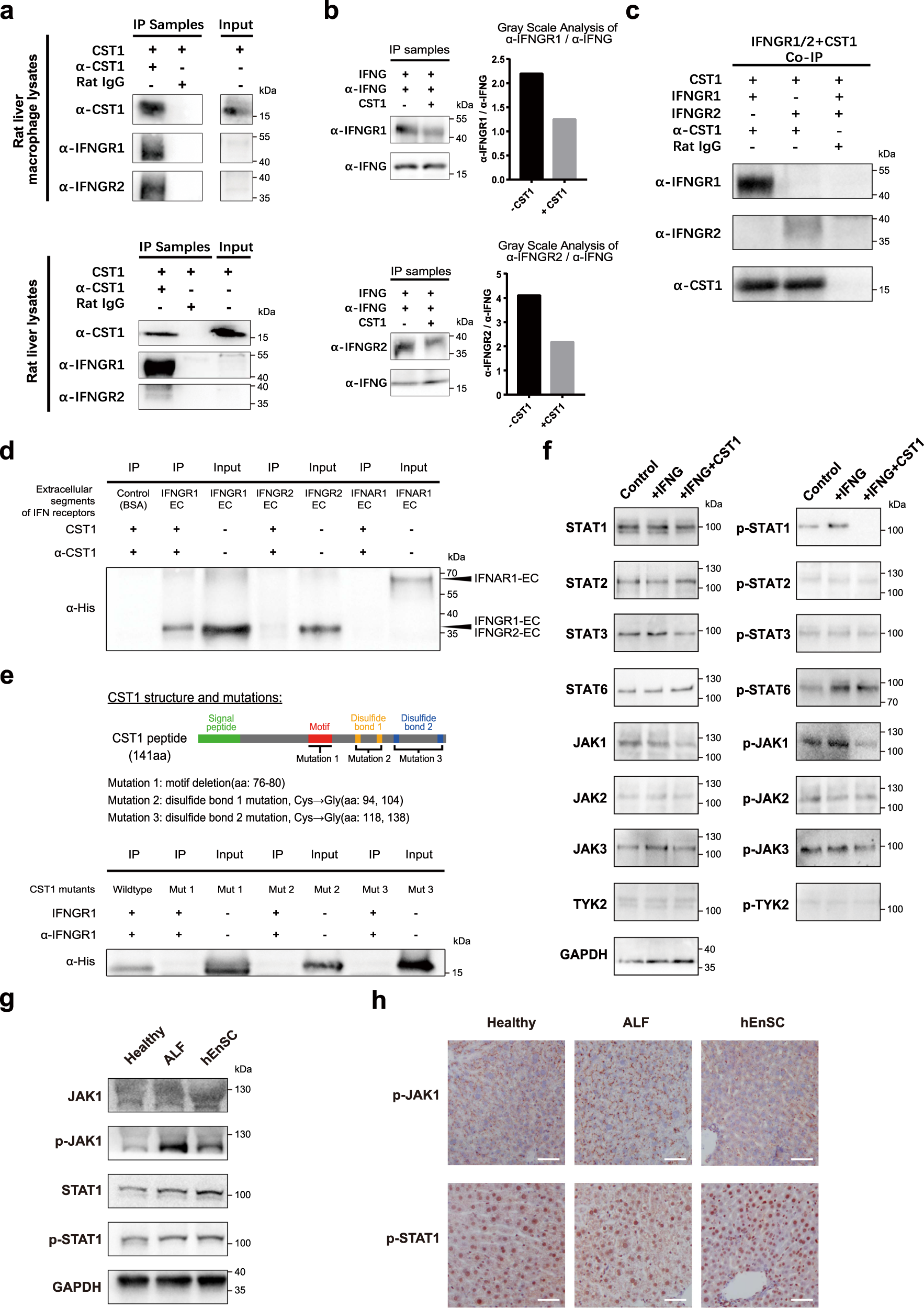 Fig. 6: CST1 inhibits IFNγ signaling via interaction with IFNγ receptors.