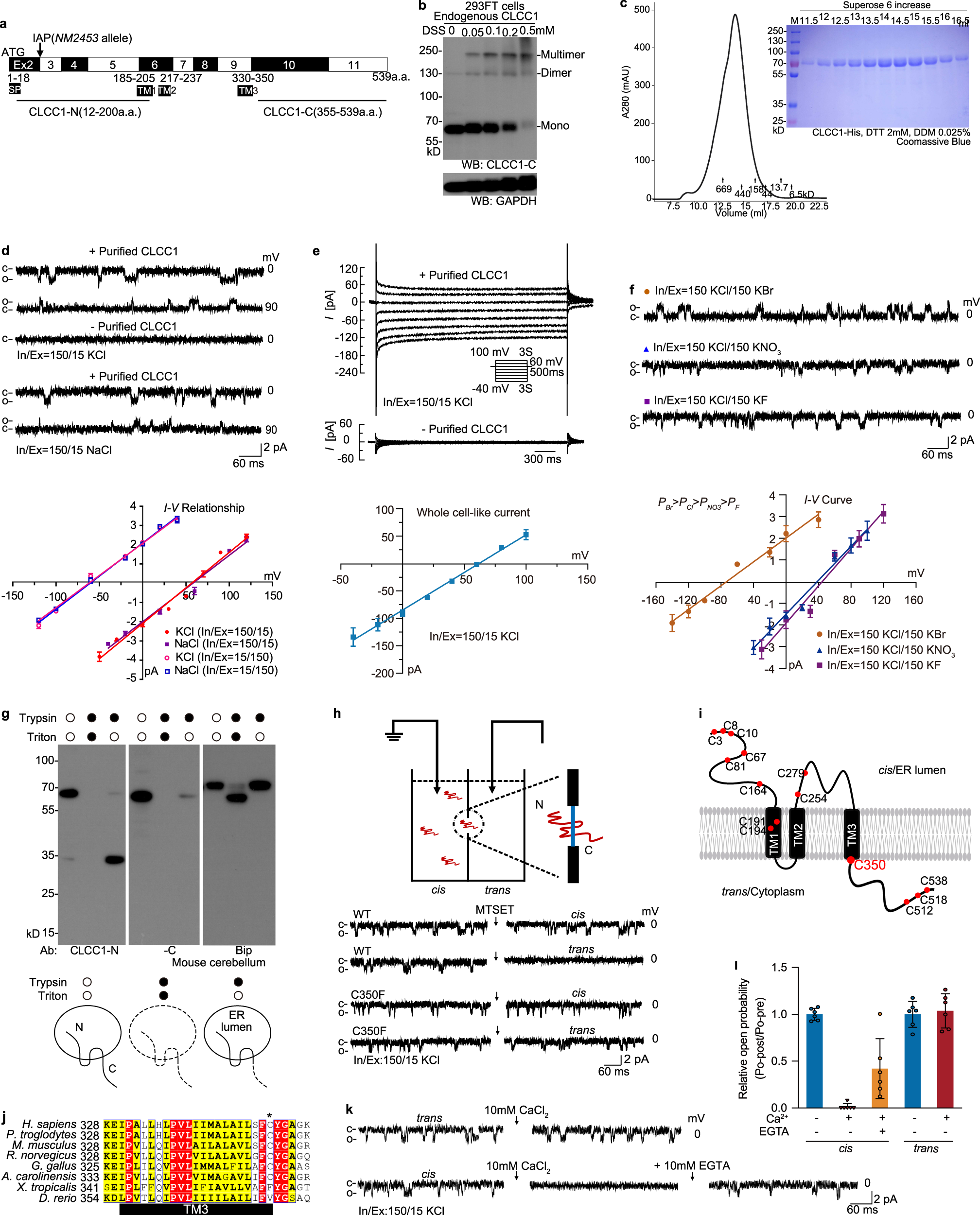 Fig. 1: CLCC1 is a pore-forming component of an ER anion channel and luminal Ca2+ inhibits the channel activity.
