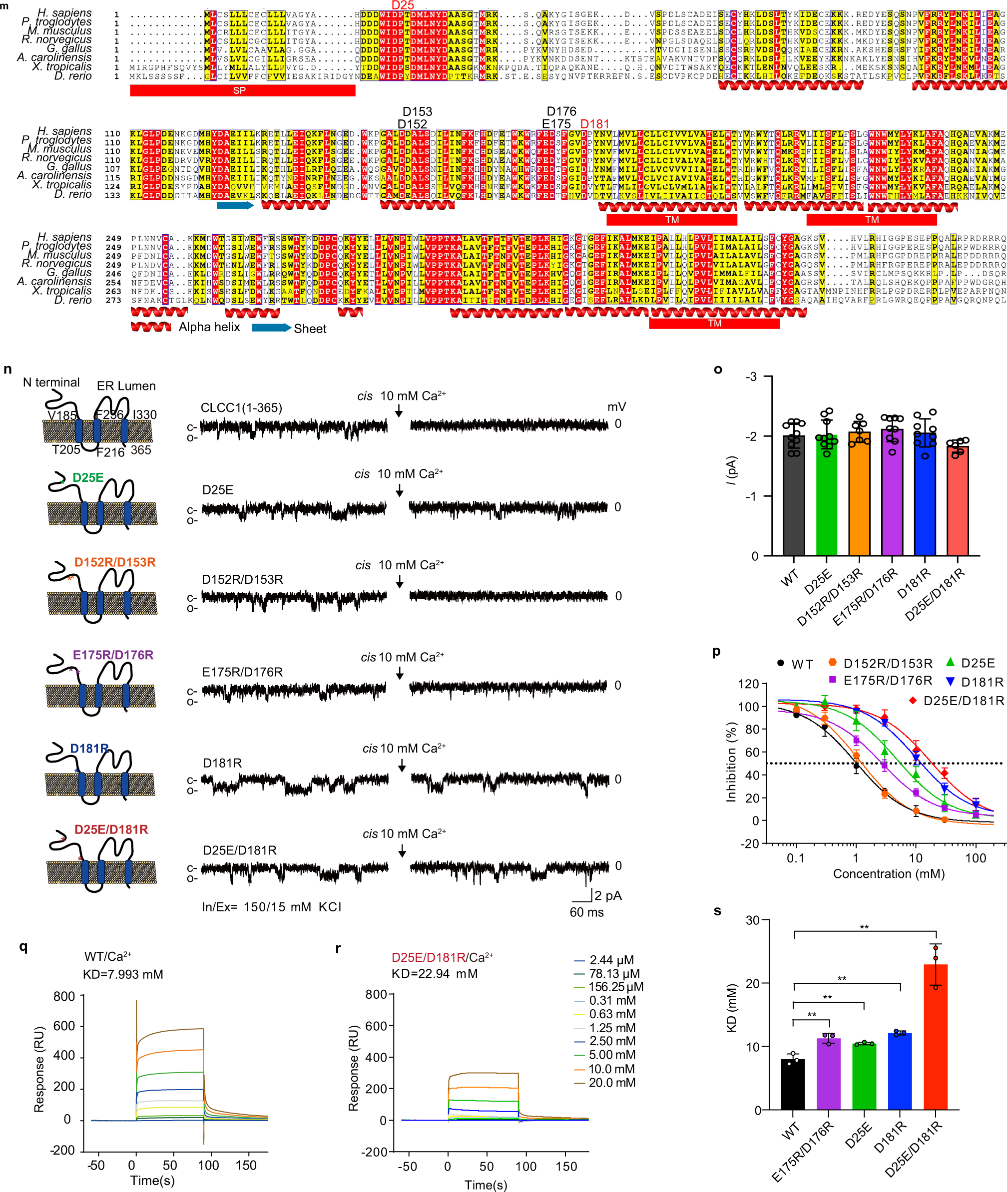 Fig. 1: CLCC1 is a pore-forming component of an ER anion channel and luminal Ca2+ inhibits the channel activity.