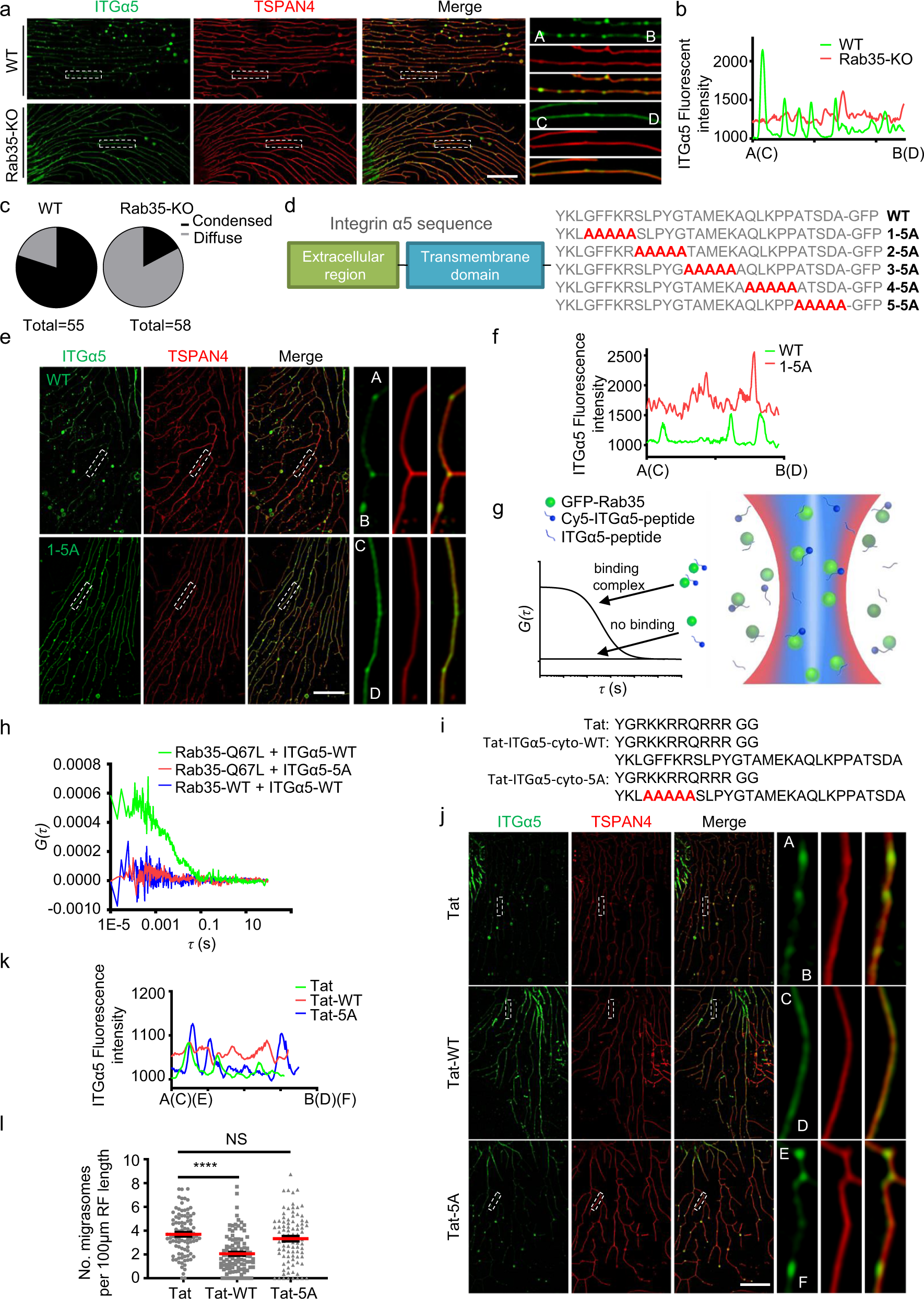 Fig. 4: Rab35 recruits integrin to migrasome formation sites.
