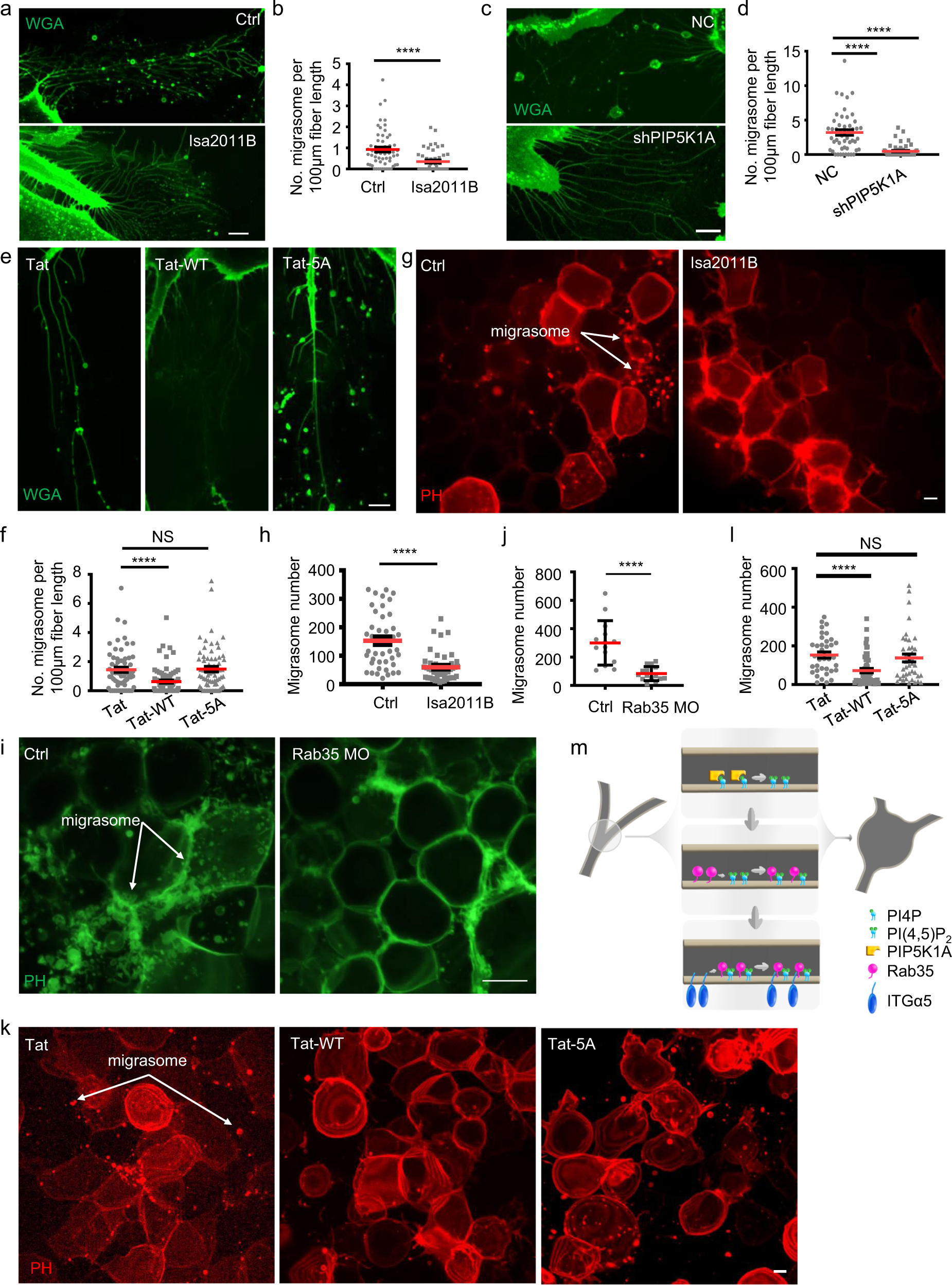 Fig. 5: The PI(4,5)P2-Rab35 axis regulates migrasome formation in physiologically relevant settings and is evolutionarily conserved.