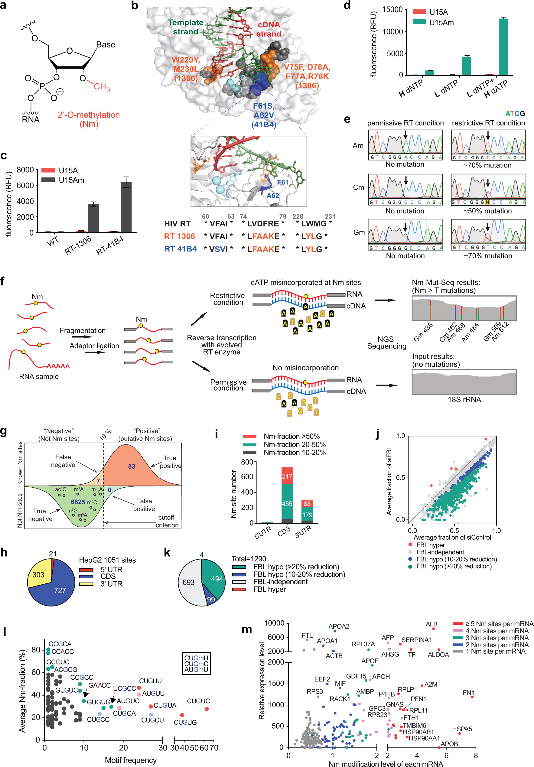 Nm-Mut-seq: a base-resolution quantitative method for mapping  transcriptome-wide 2′-O-methylation