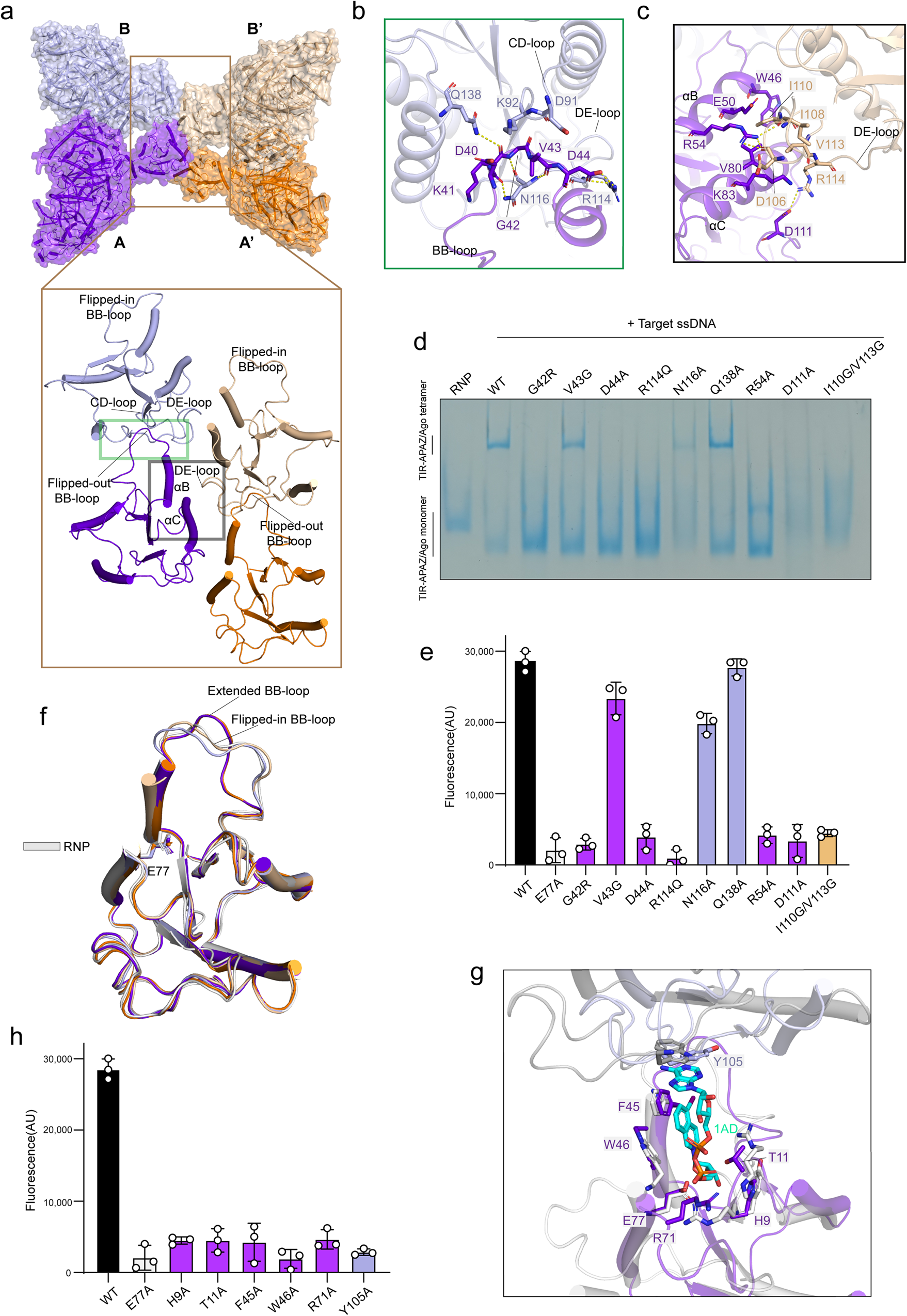 Fig. 2: The TIR assembly is essential for NADase activity.