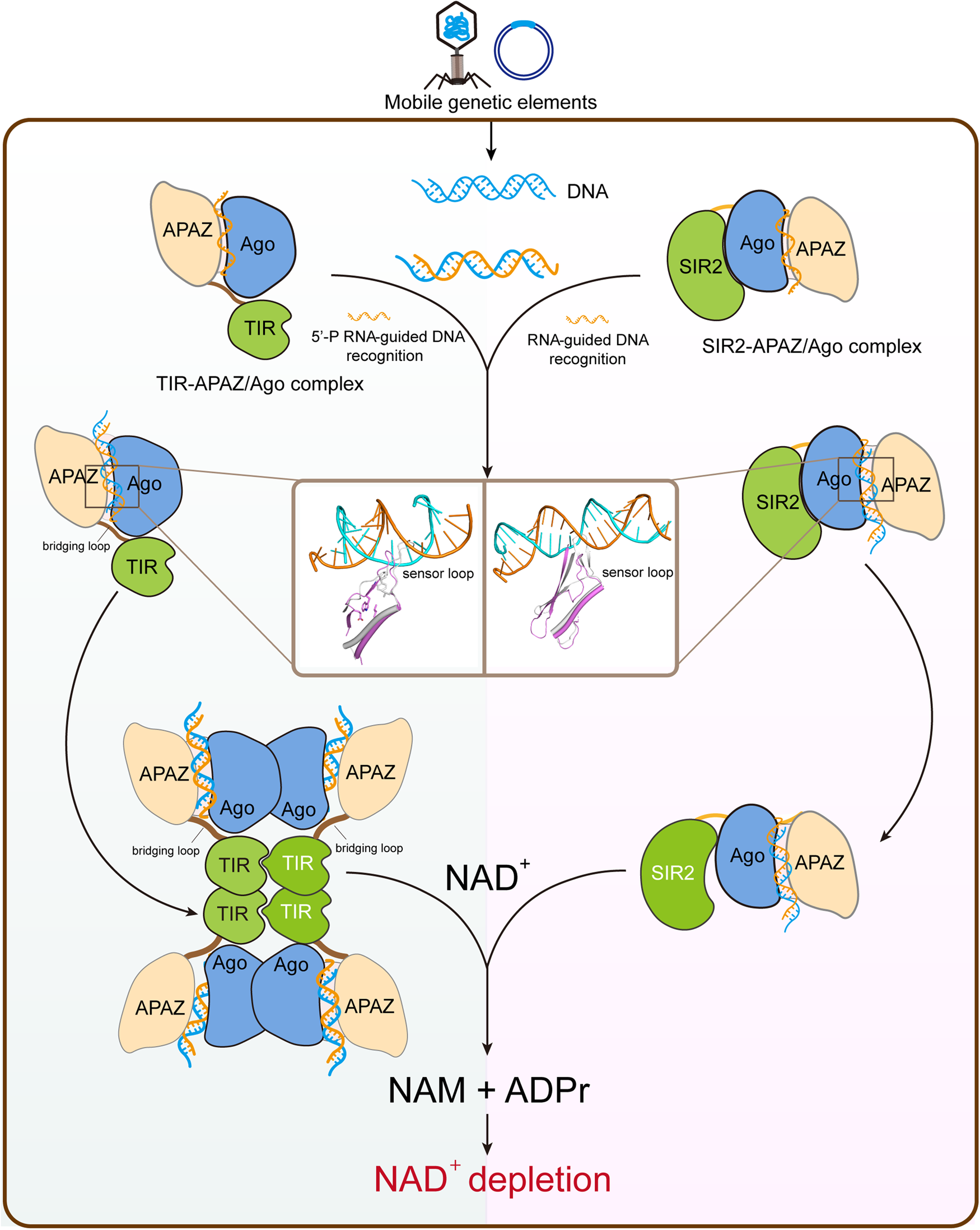Fig. 7: Schematic diagram illustrating the NADase activation mechanisms of the TIR-APAZ/Ago and SIR2-APAZ/Ago systems.