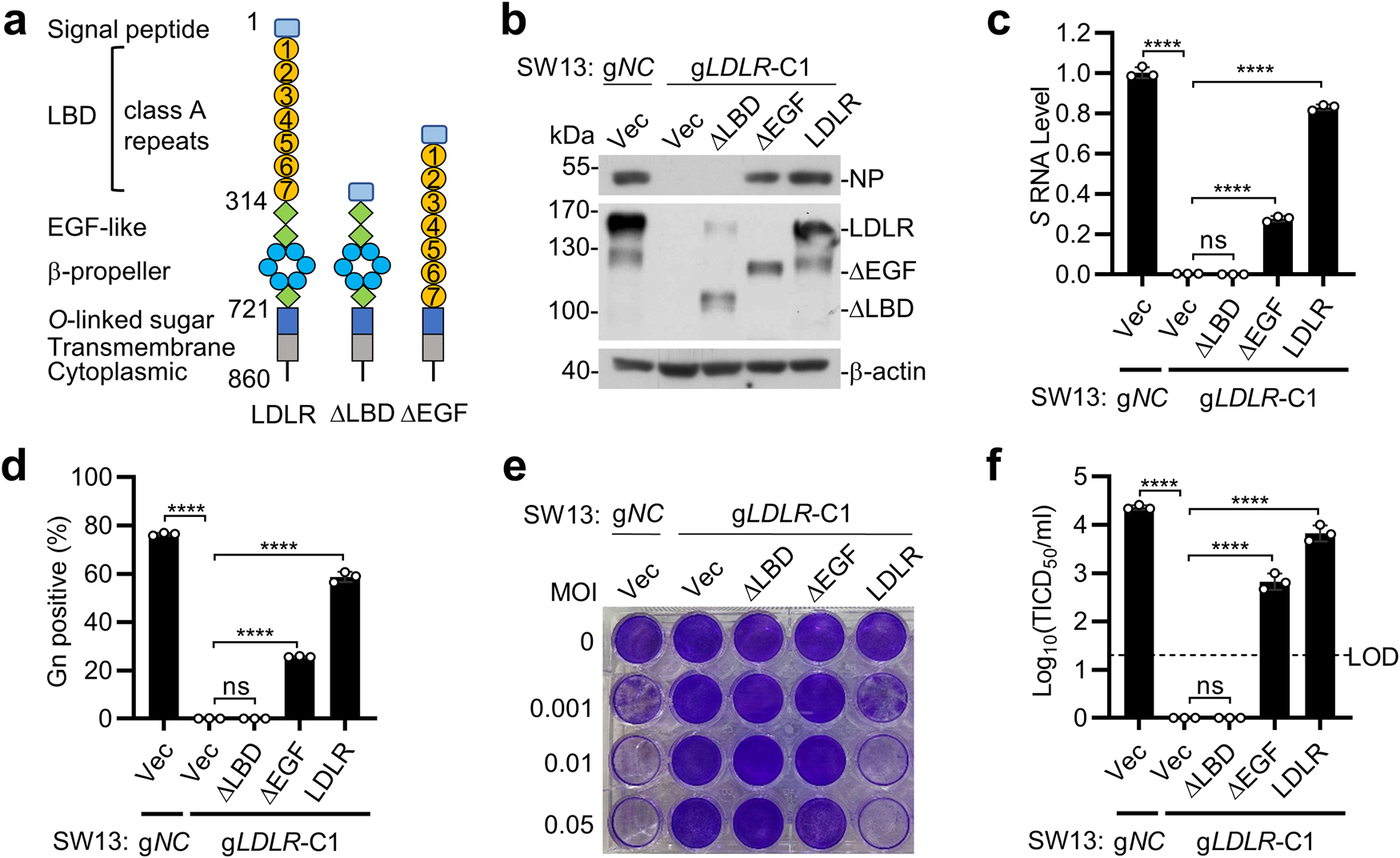 Fig. 2: LDLR is required for CCHFV infection.