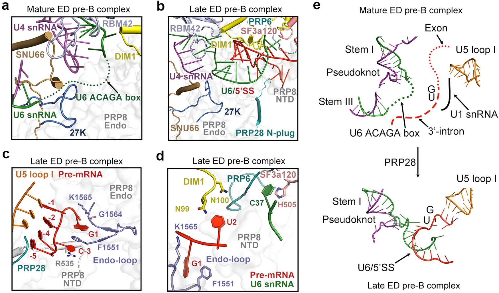 Fig. 2: The transition from mature ED pre-B to late ED pre-B.