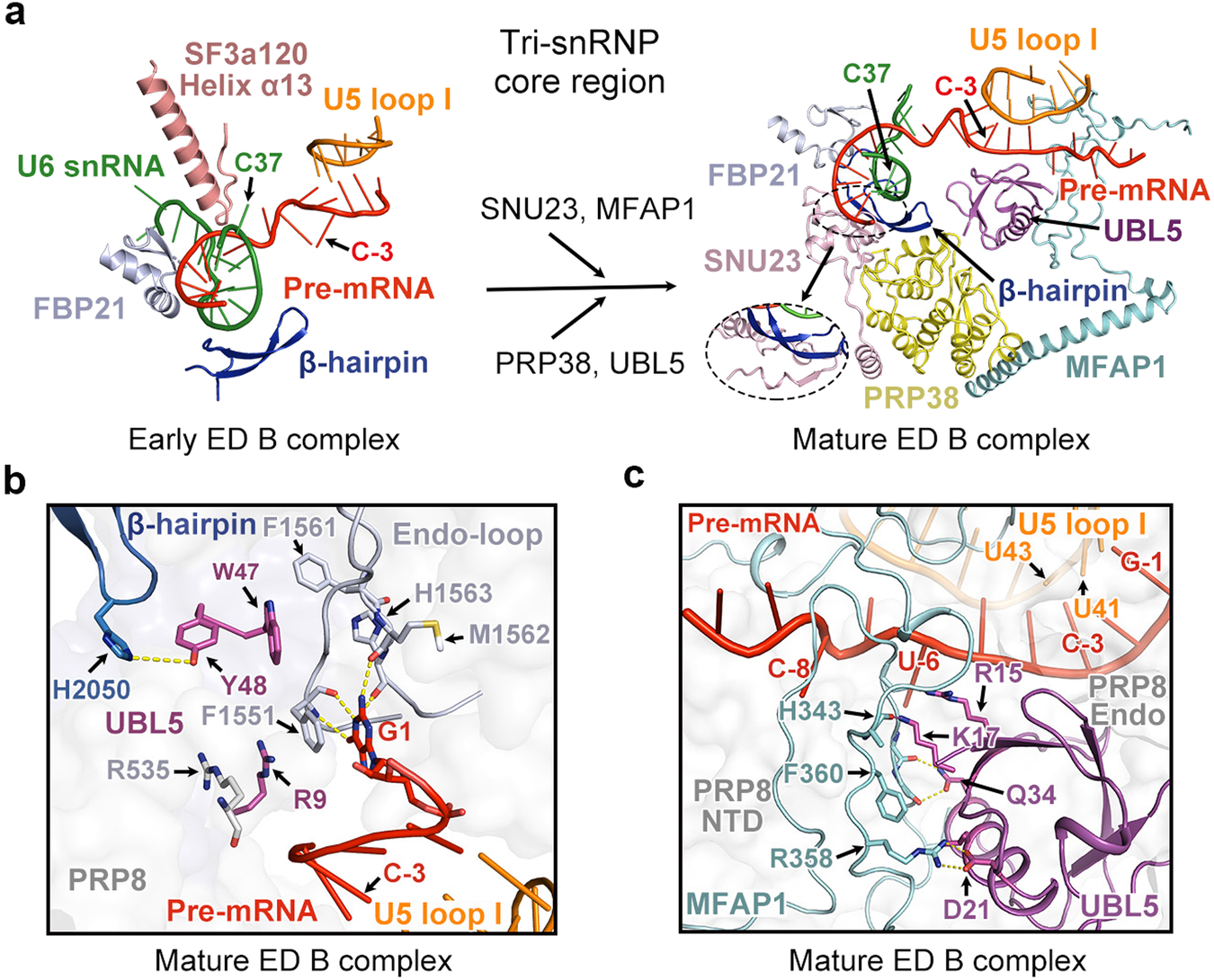 Fig. 4: The transition from early ED B to mature ED B.