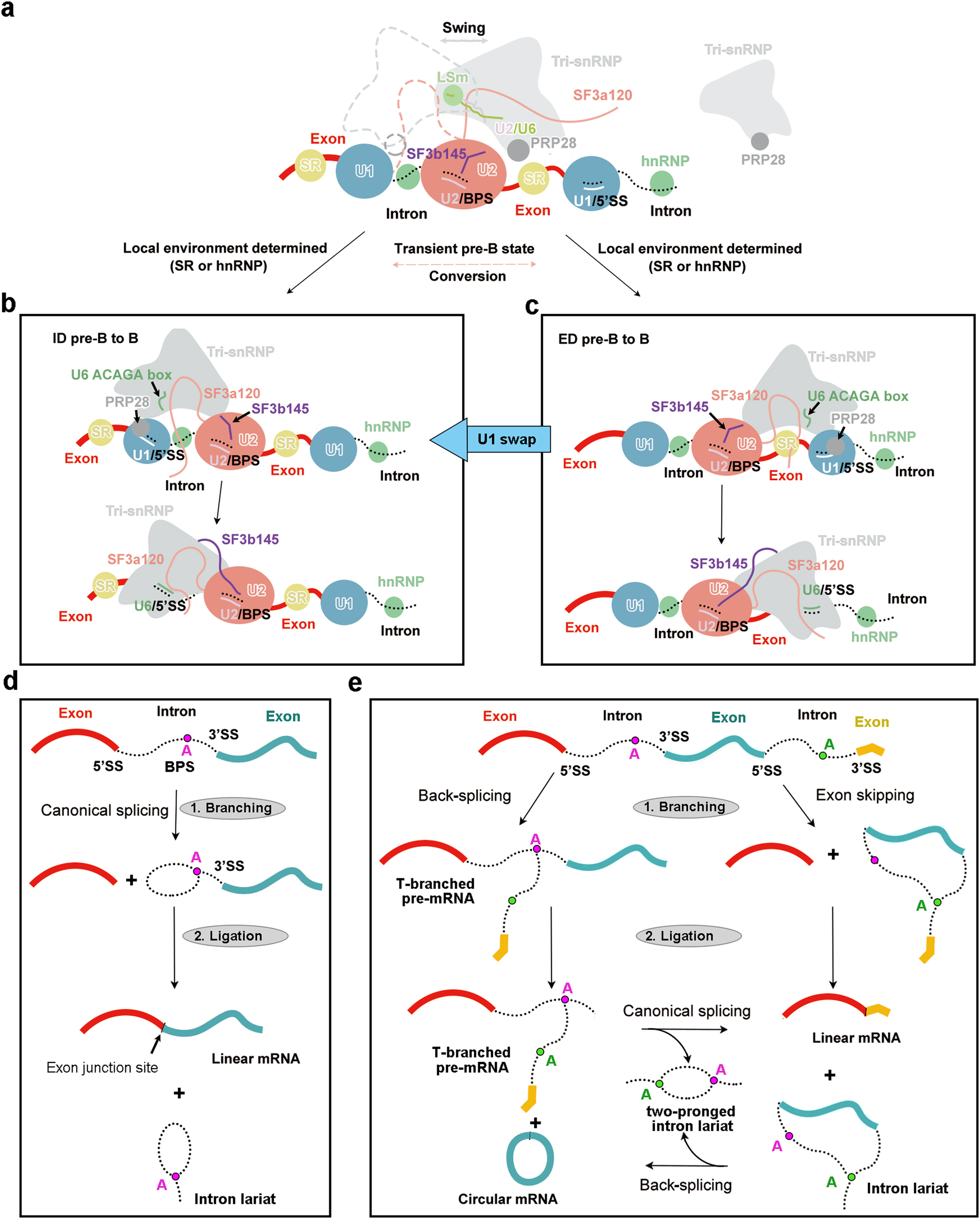 Fig. 7: A comprehensive model on canonical splicing, back-splicing, and interconversion between the ID and ED spliceosomes.